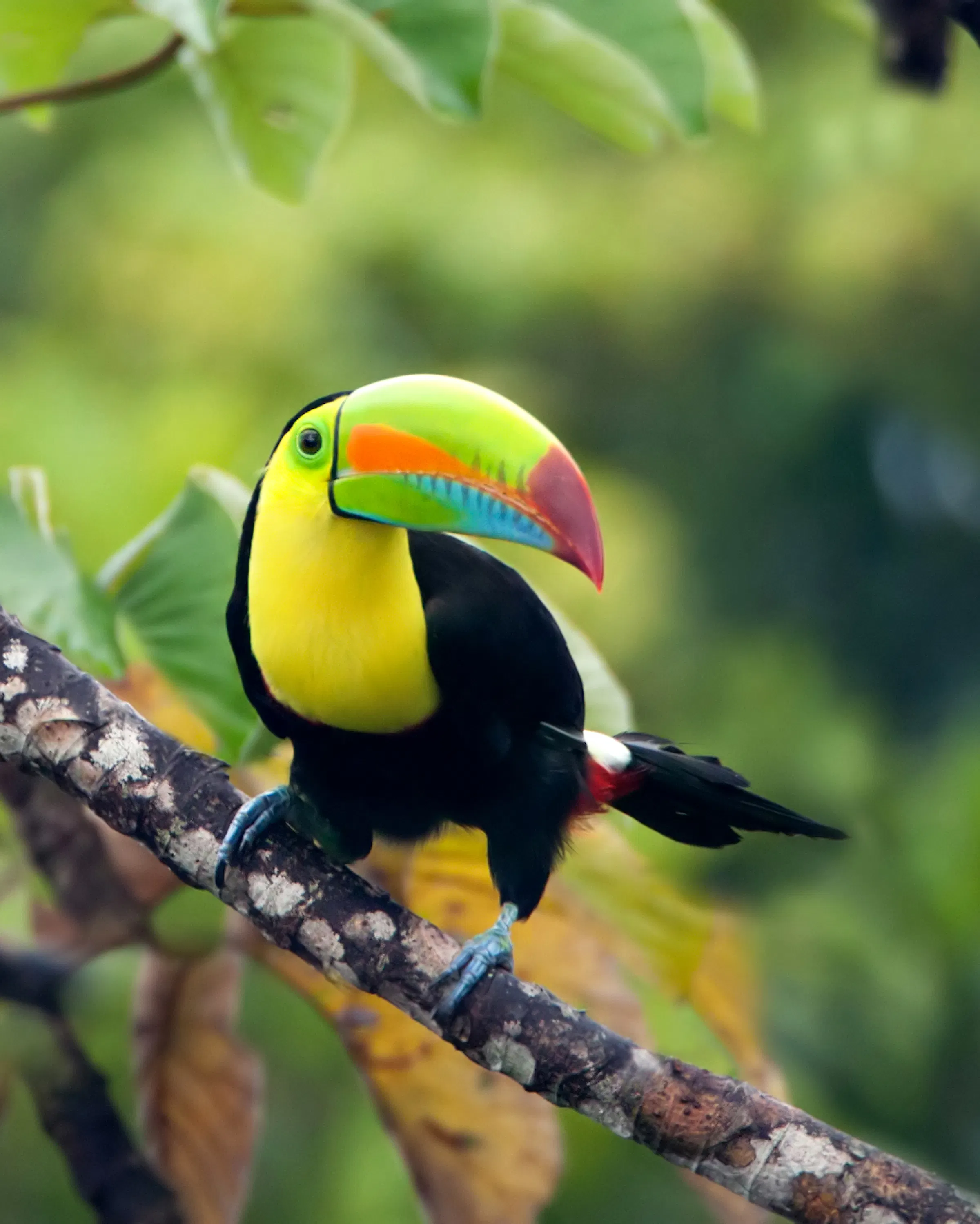 Keel-billed toucan perched on a branch in the Panamanian rainforest