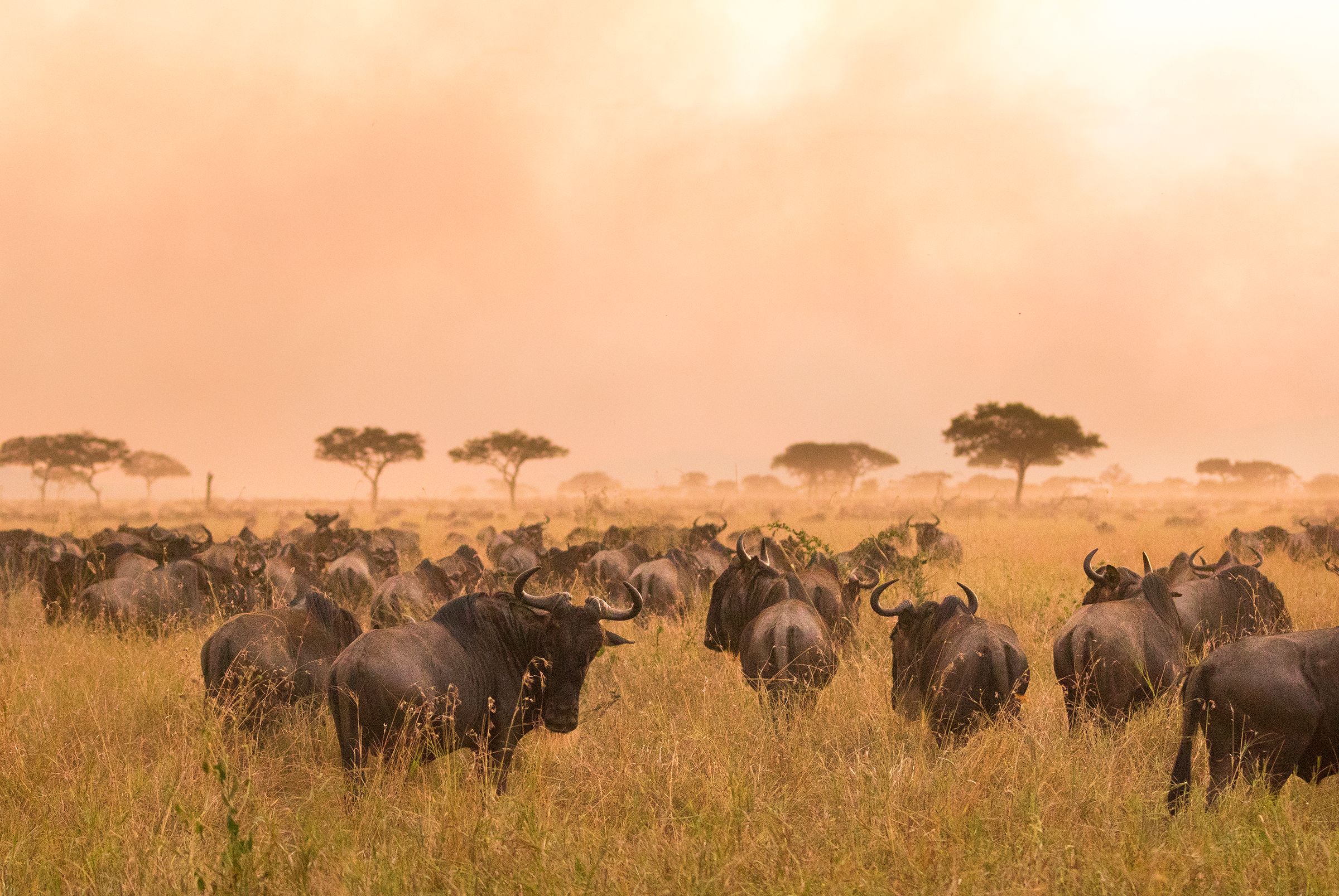 Wildebeest Great Migration herd at sunset, Serengeti Tanzania
