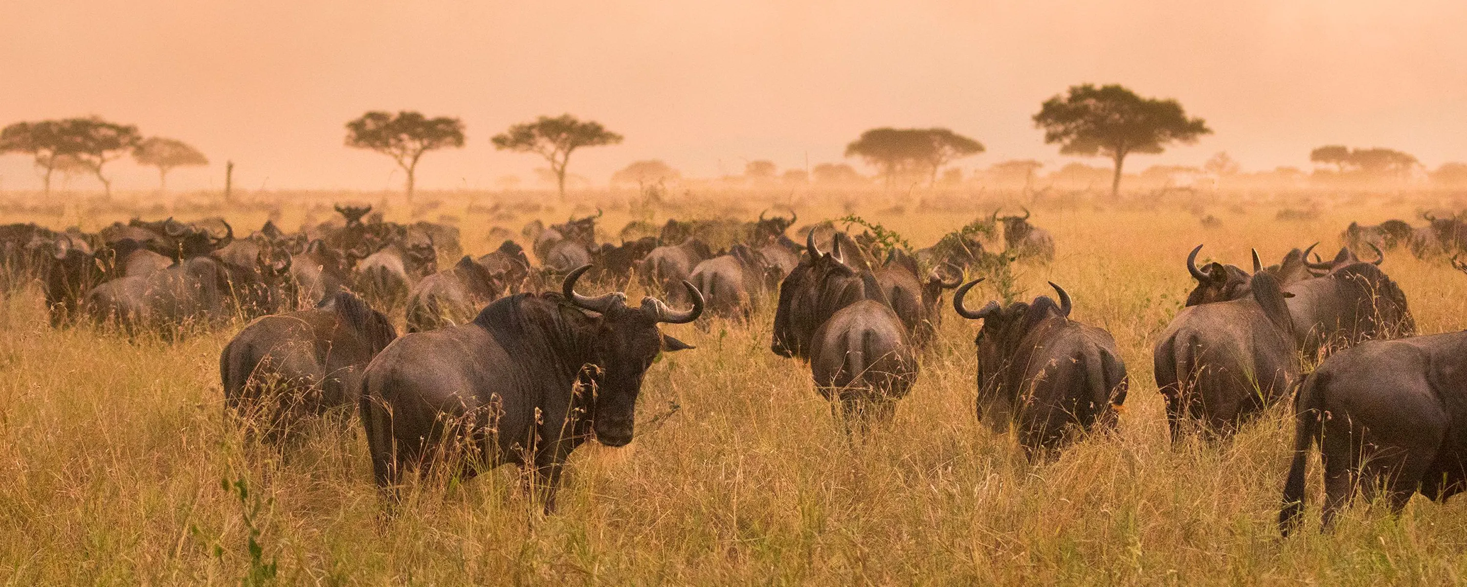 Wildebeest Great Migration herd at sunset, Serengeti Tanzania