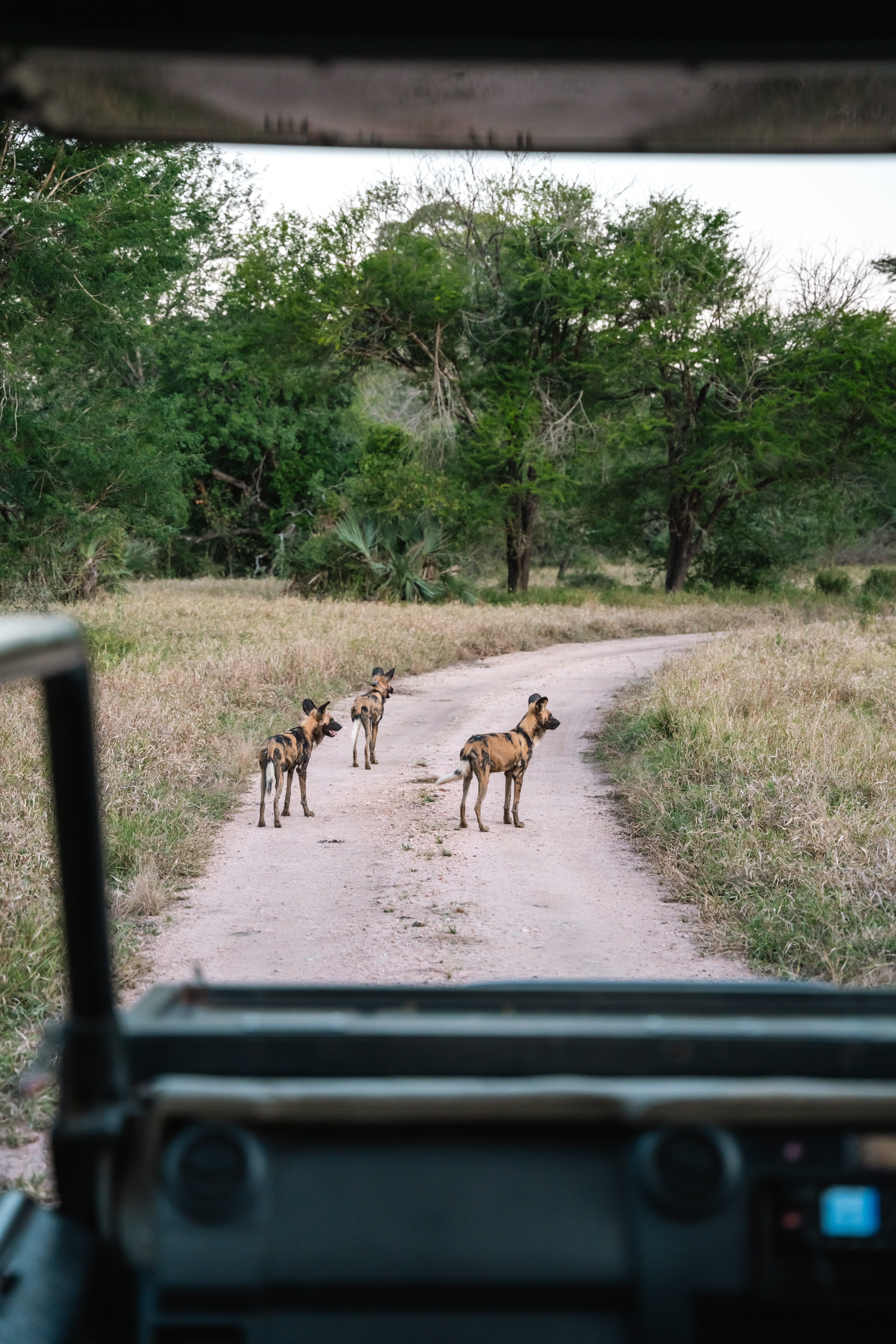 A sighting of three African wild dogs from a game vehicle on safari in Gorongosa National Park