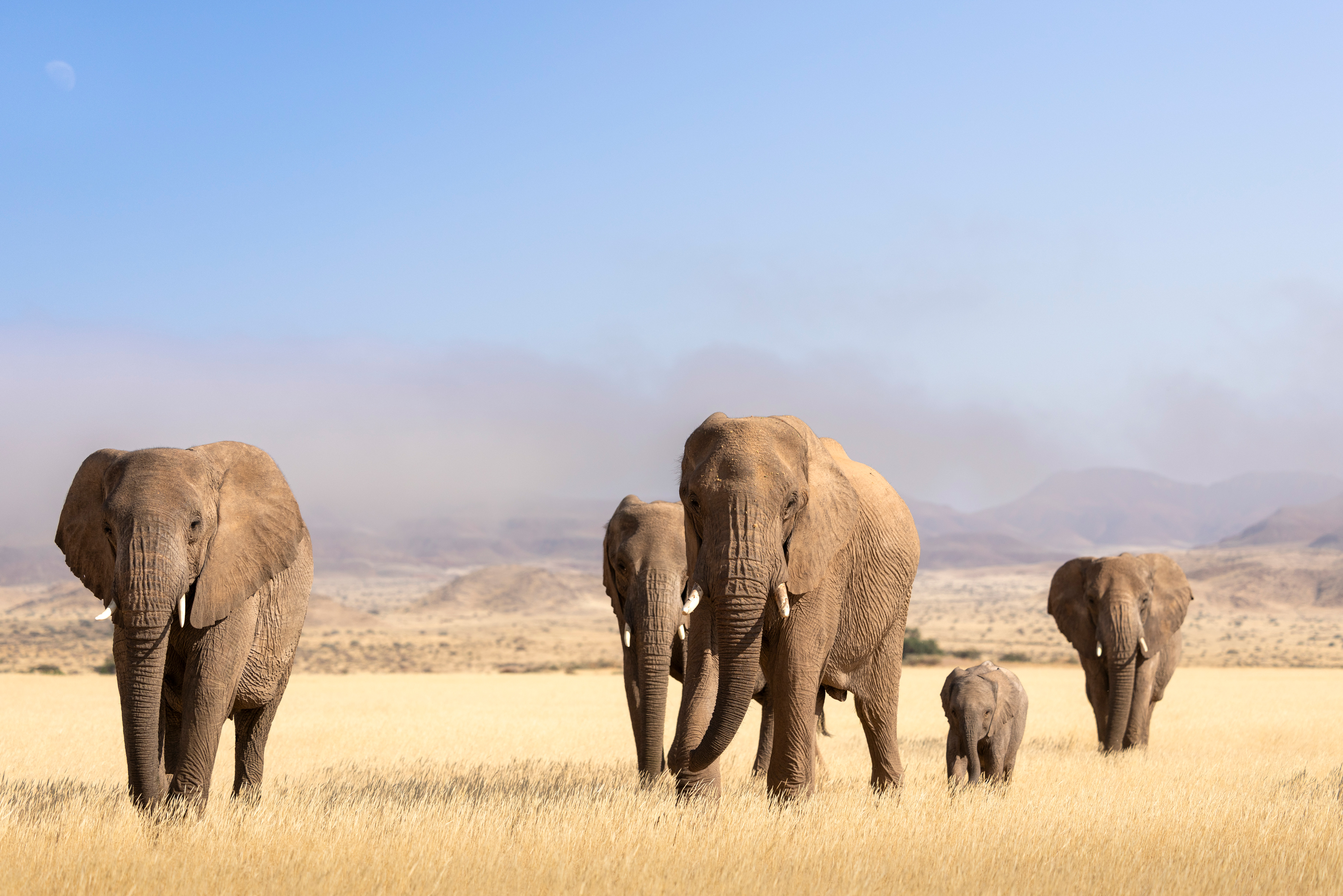 Desert-adapted elephant family walking through golden grassland in Damaraland, Namibia
