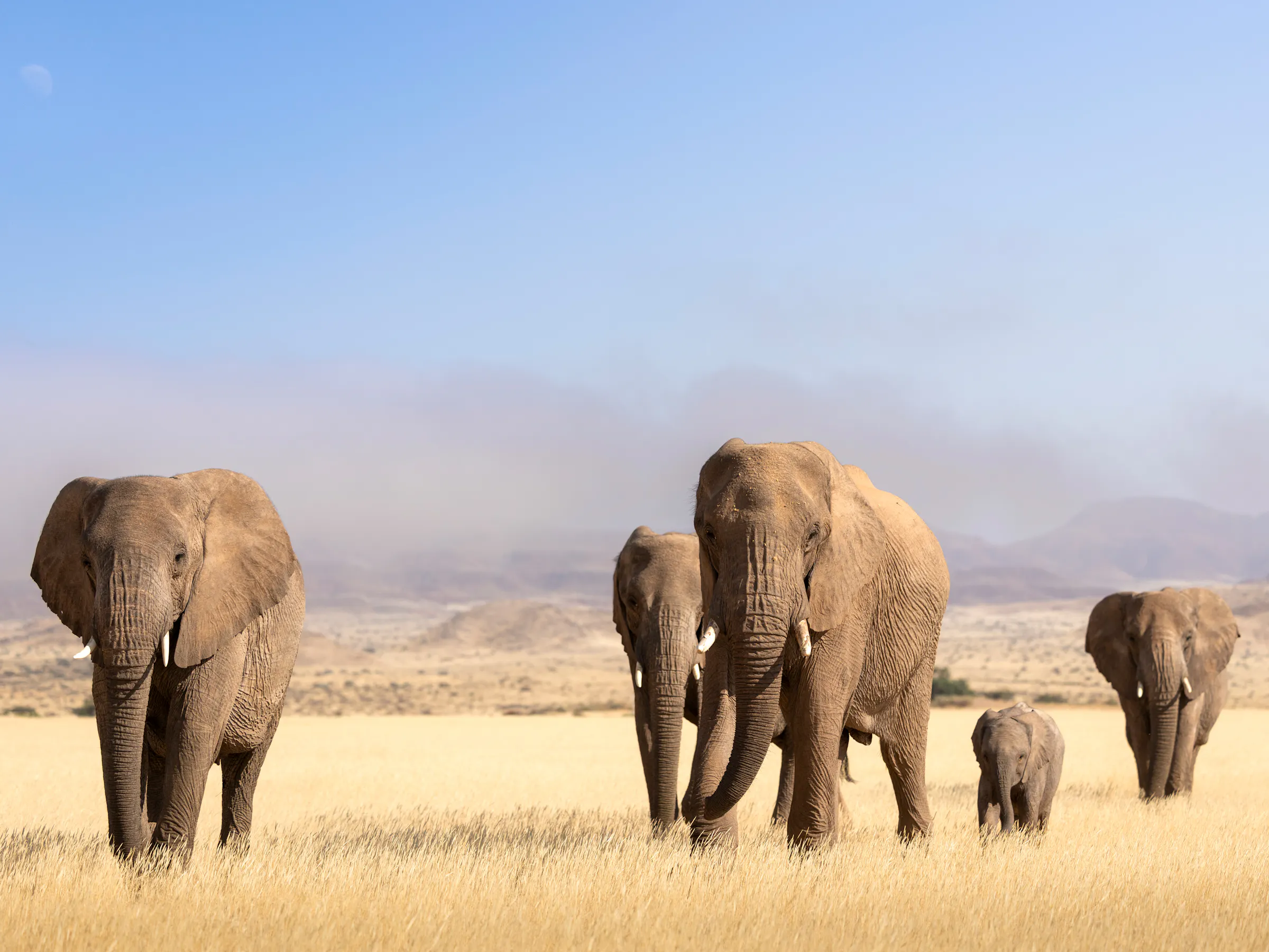 Desert-adapted elephant family walking through golden grassland in Damaraland, Namibia