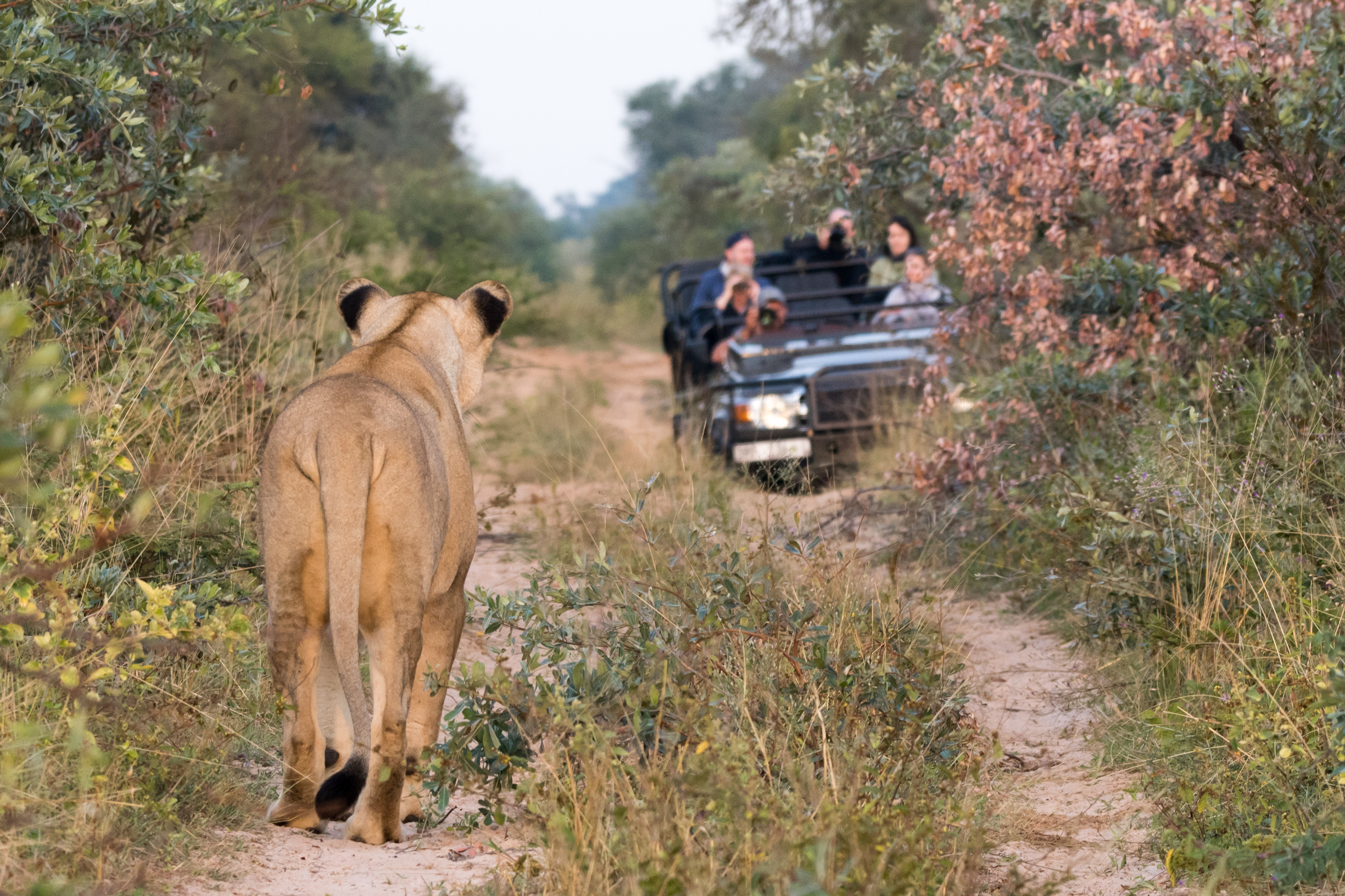 Lioness walking ahead of a safari game drive vehicle at Ant's Nest, Limpopo, South Africa