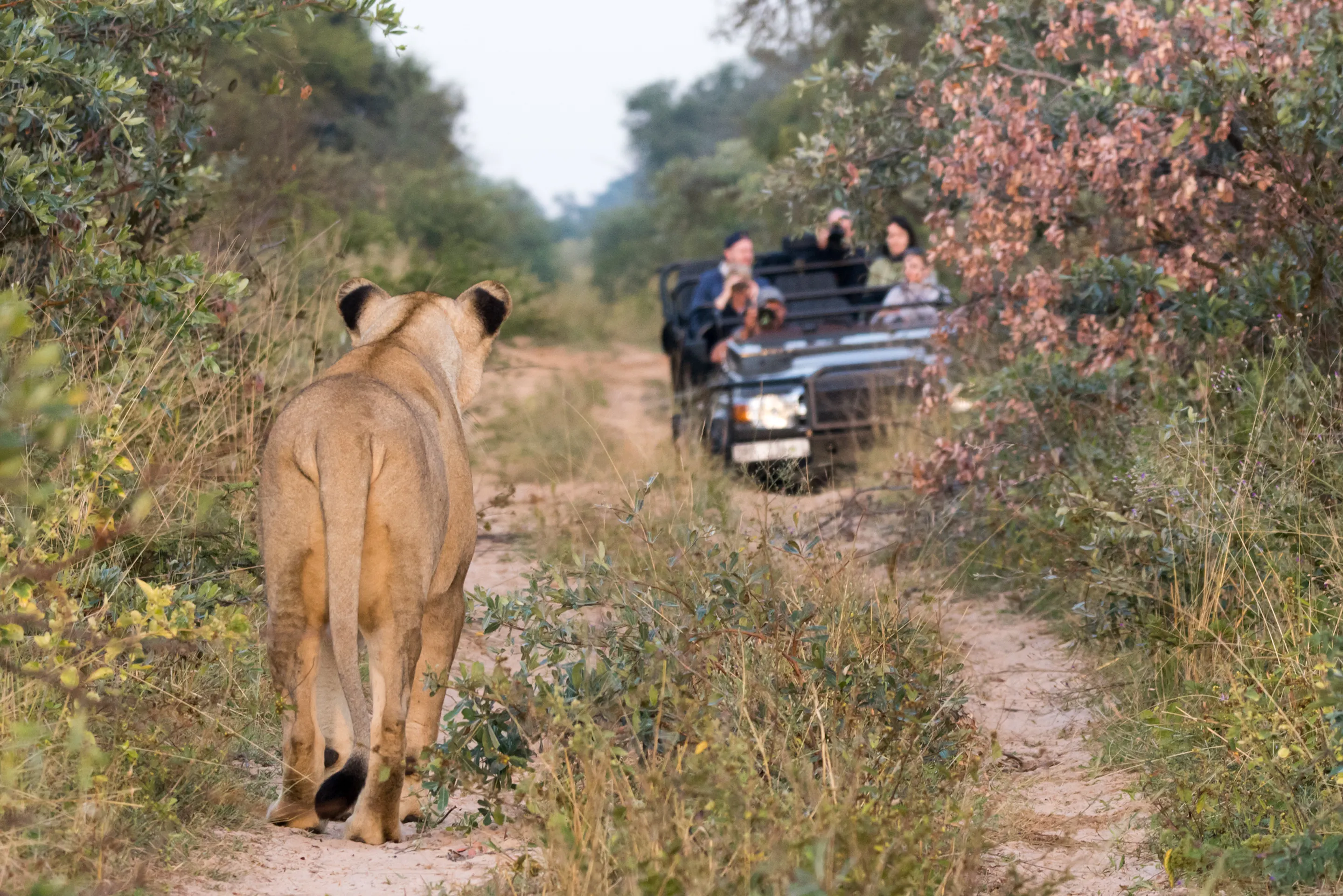 Lioness walking ahead of a safari game drive vehicle at Marataba, Limpopo, South Africa