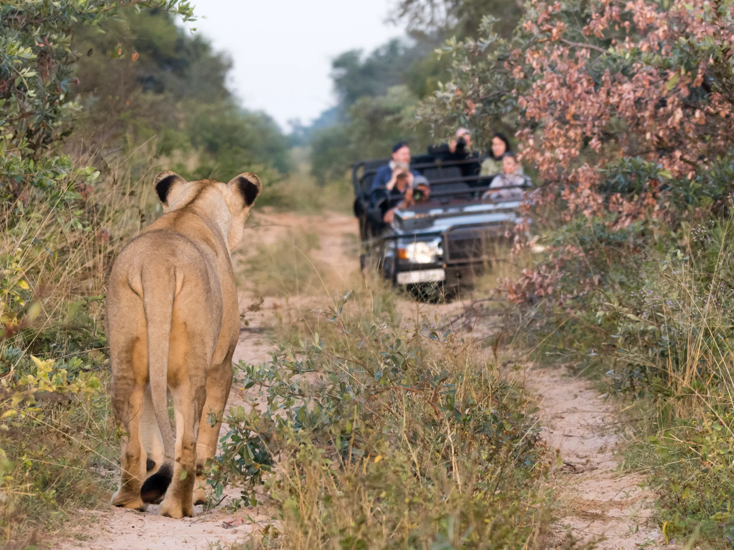 Lioness walking ahead of a safari game drive vehicle at Ant's Nest, Limpopo, South Africa