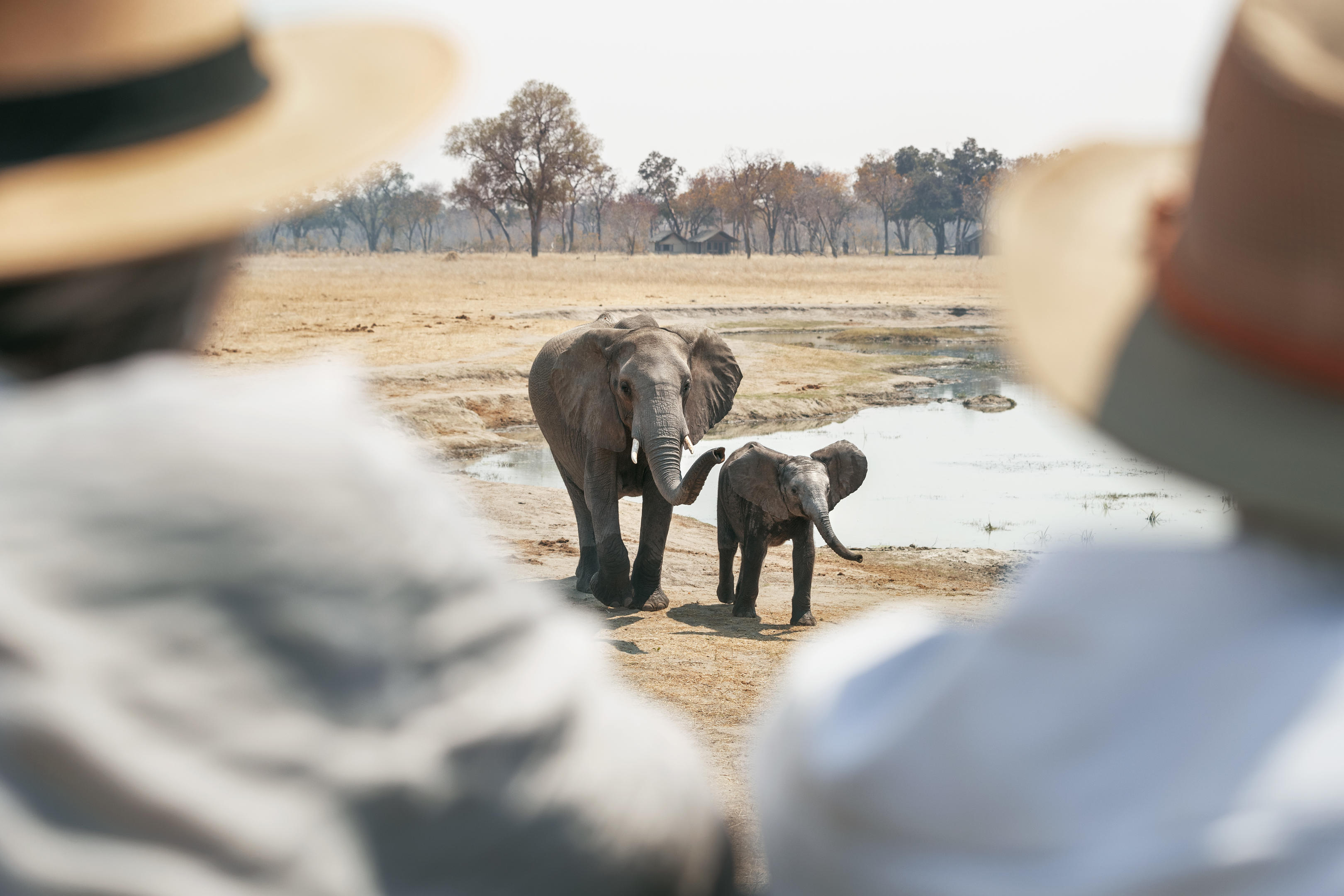 Safari guests watching elephant and calf at waterhole, Hwange Zimbabwe