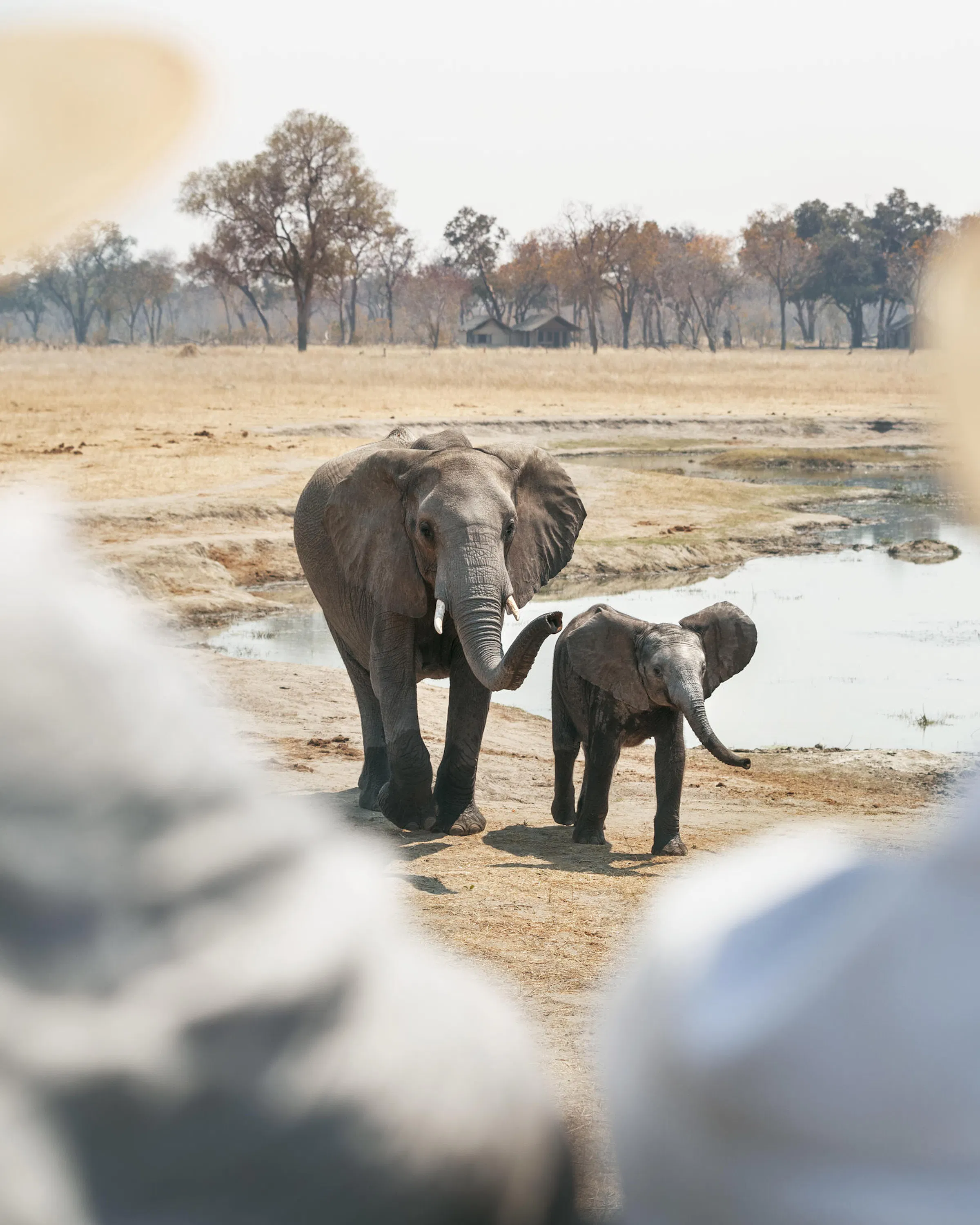 Safari guests watching elephant and calf at waterhole, Hwange Zimbabwe