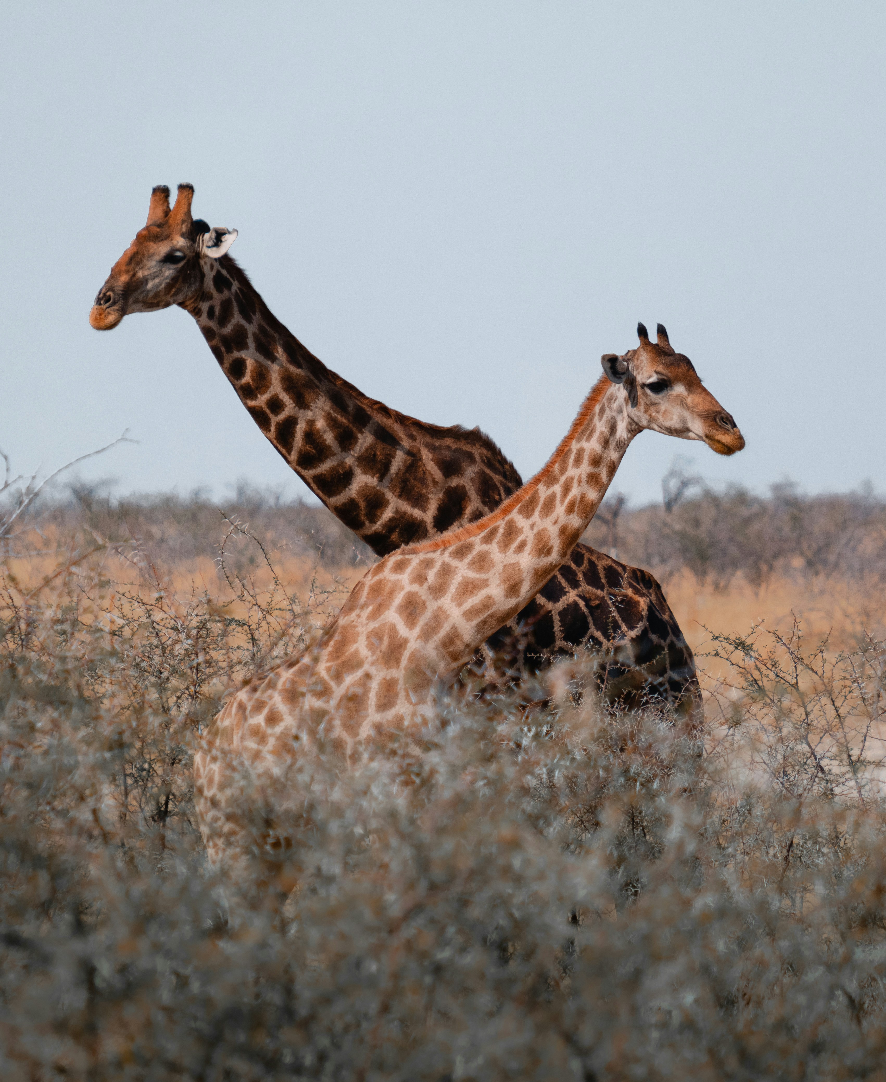 Two giraffes with crossed necks grazing among thornbushes in Etosha National Park, Namibia
