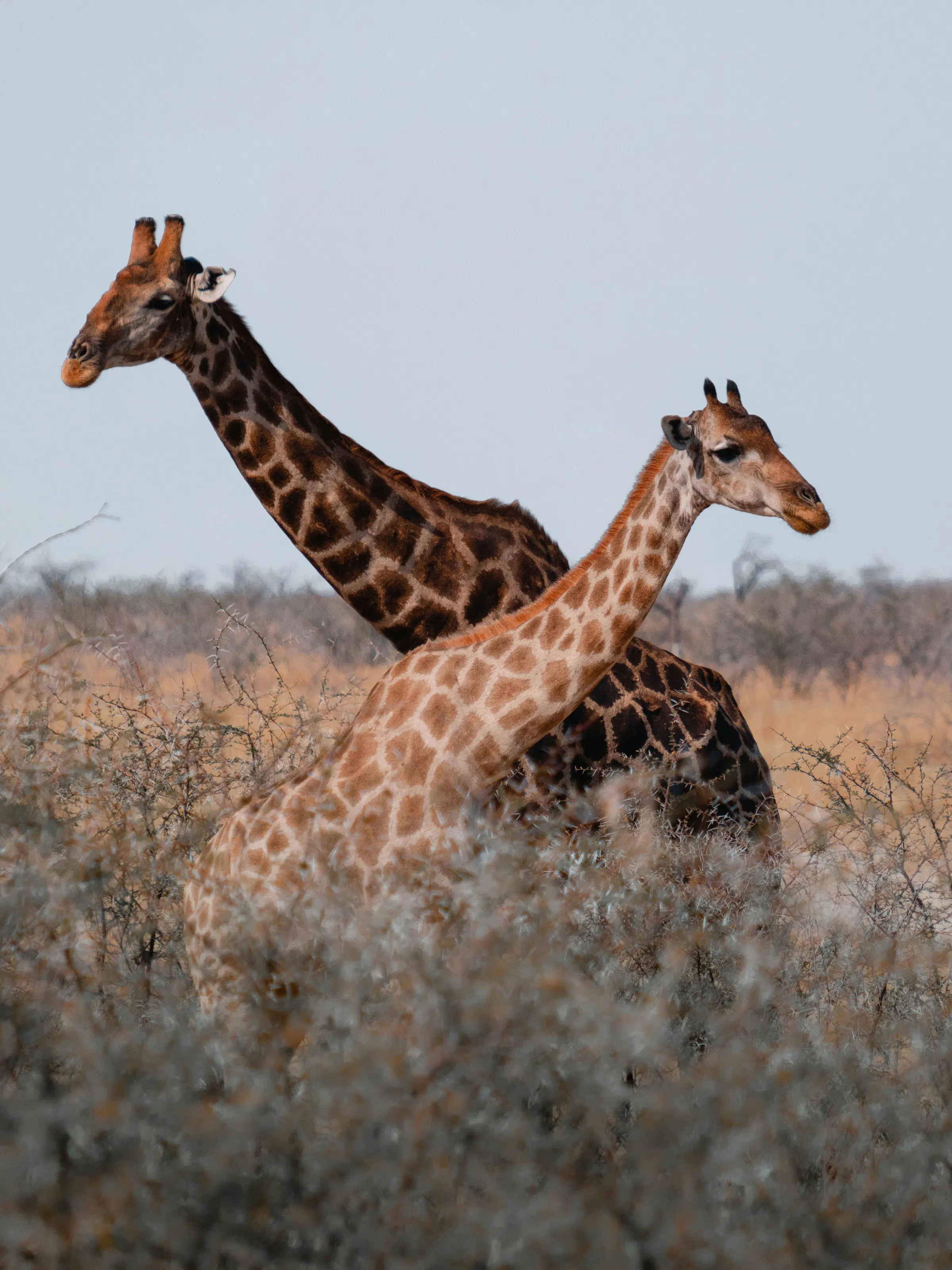 Two giraffes with crossed necks grazing among thornbushes in Etosha National Park, Namibia