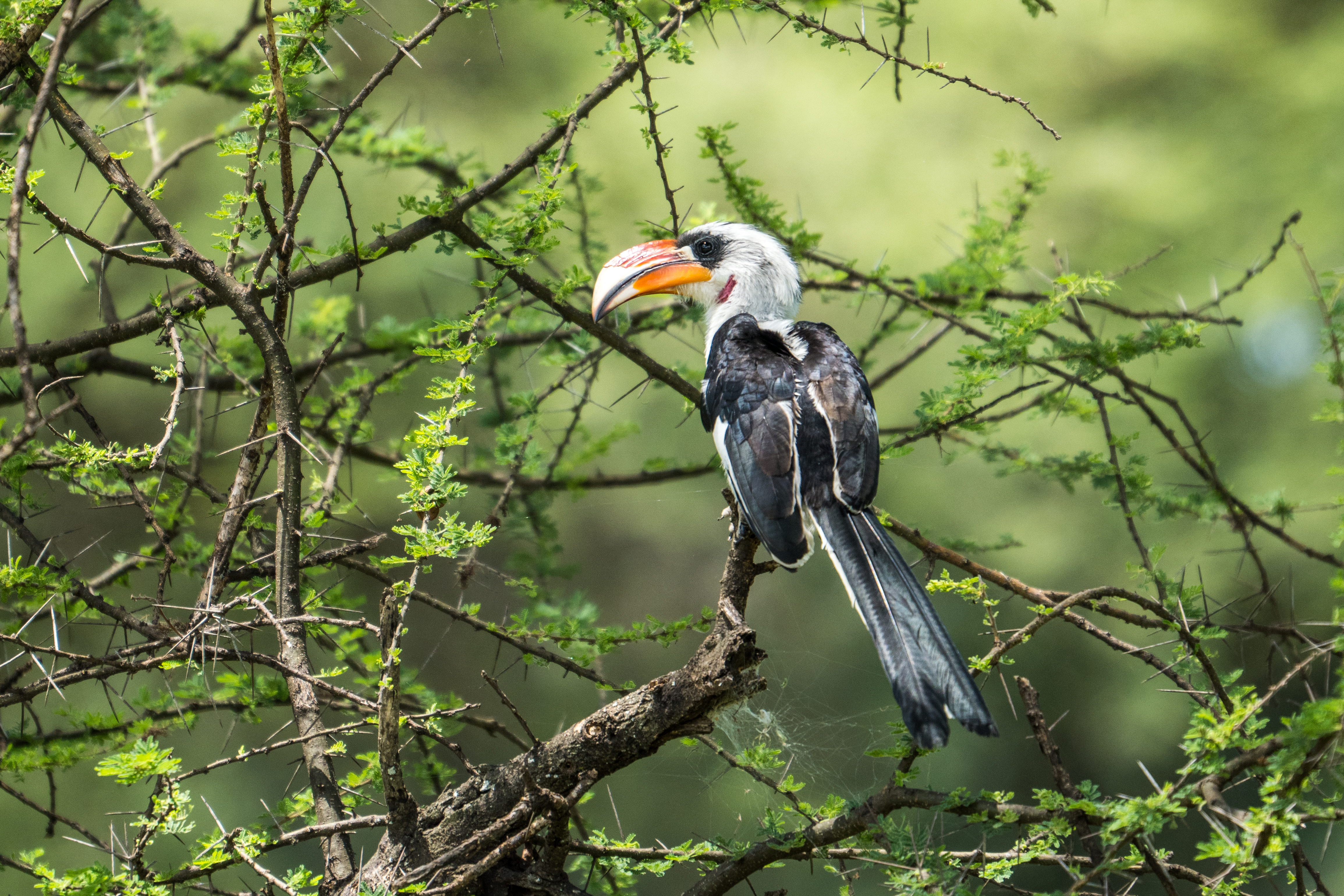 Von der Decken's hornbill perched on acacia branch, East Africa