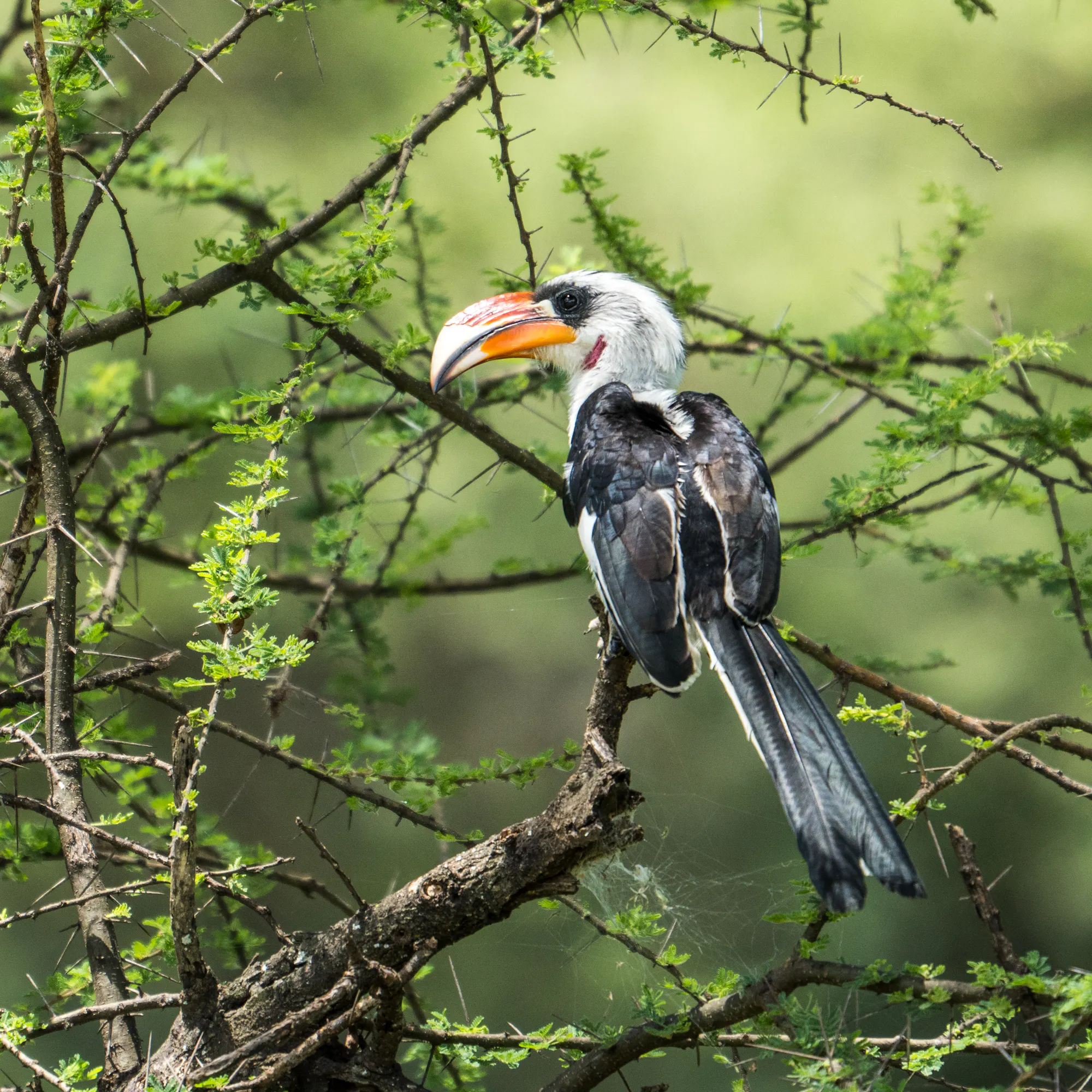 Von der Decken's hornbill perched on acacia branch, East Africa