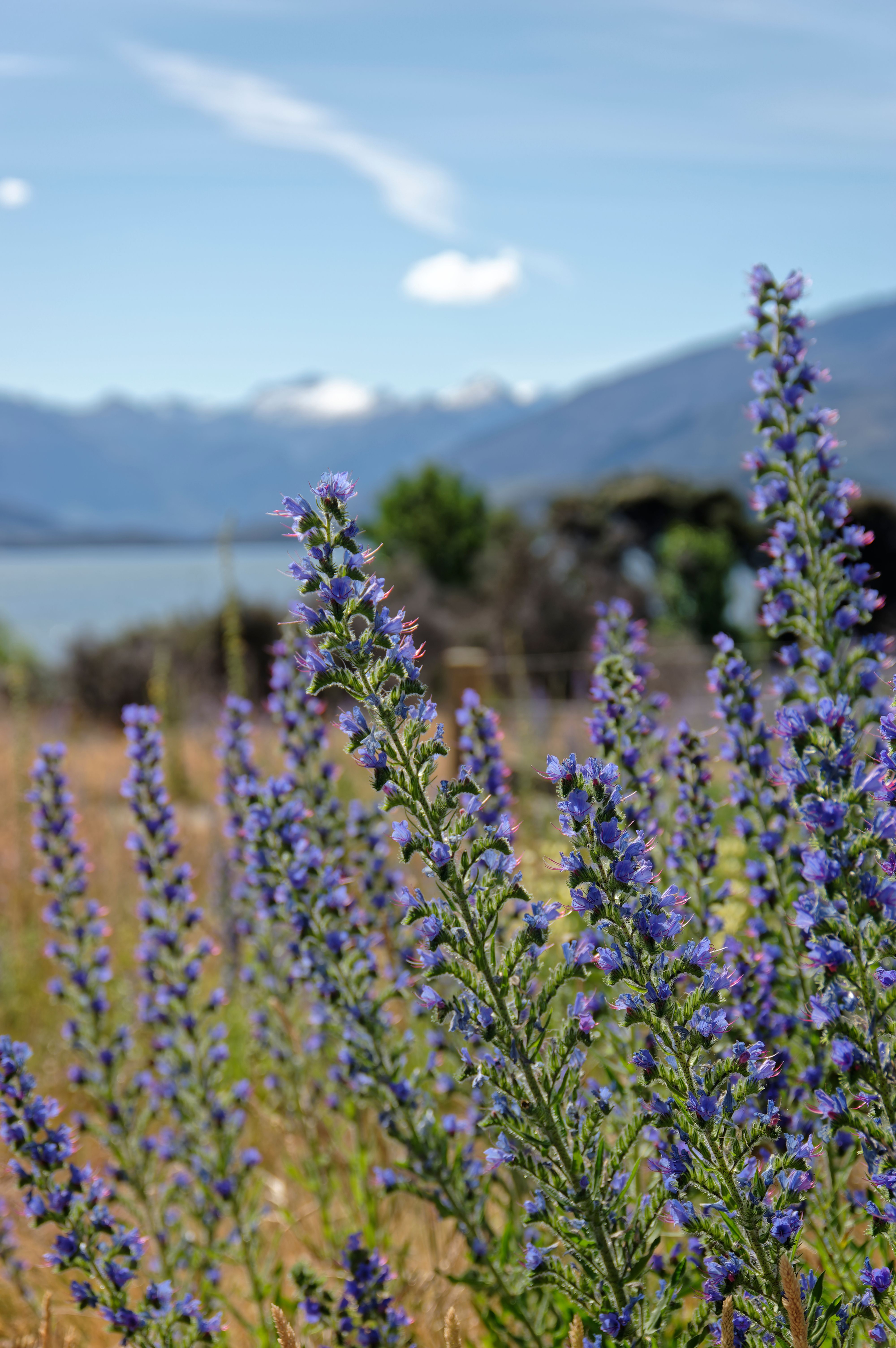 Purple lupine flowers blooming near Kaikōura, New Zealand