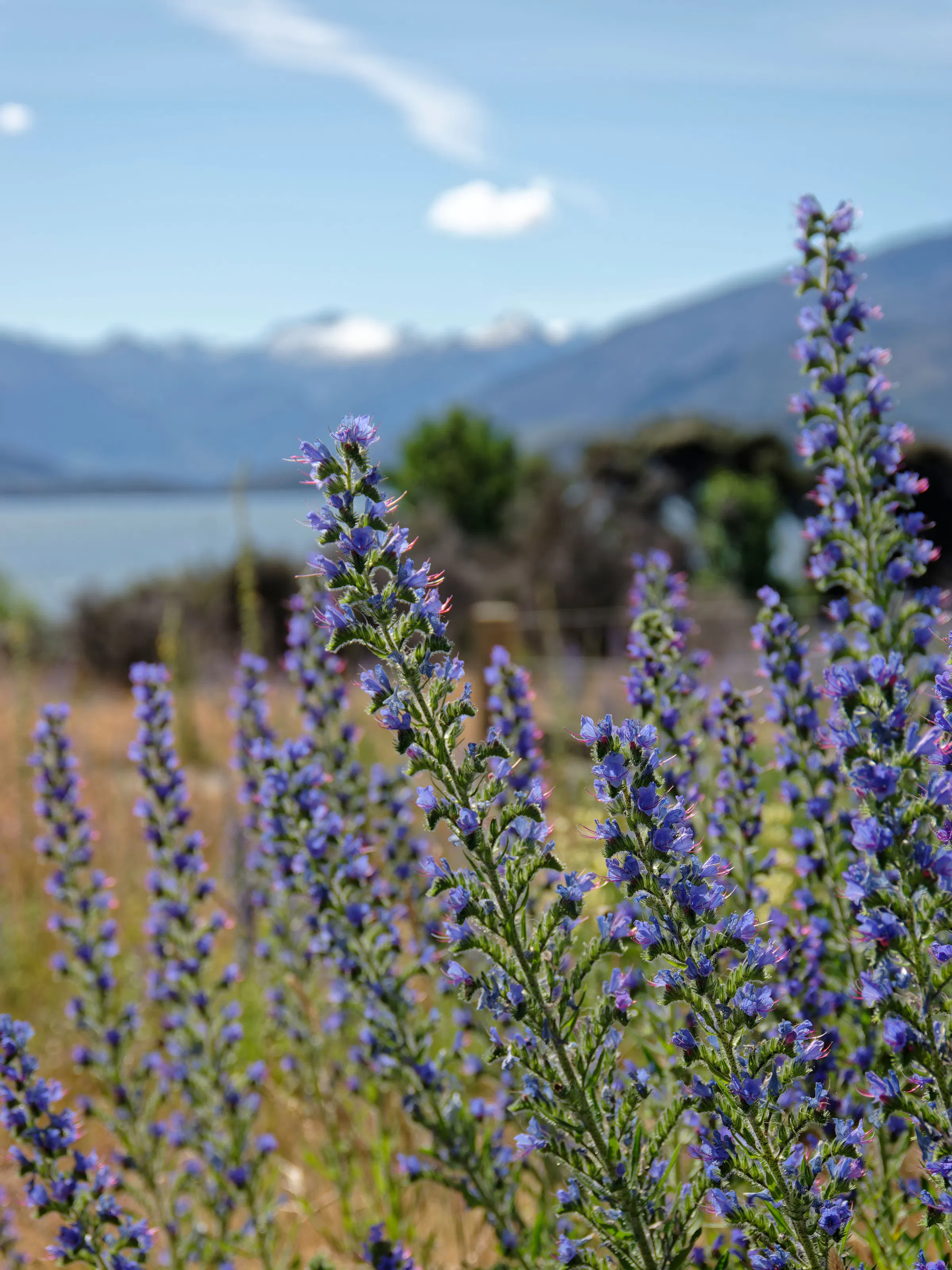 Purple lupine flowers blooming near Kaikōura, New Zealand