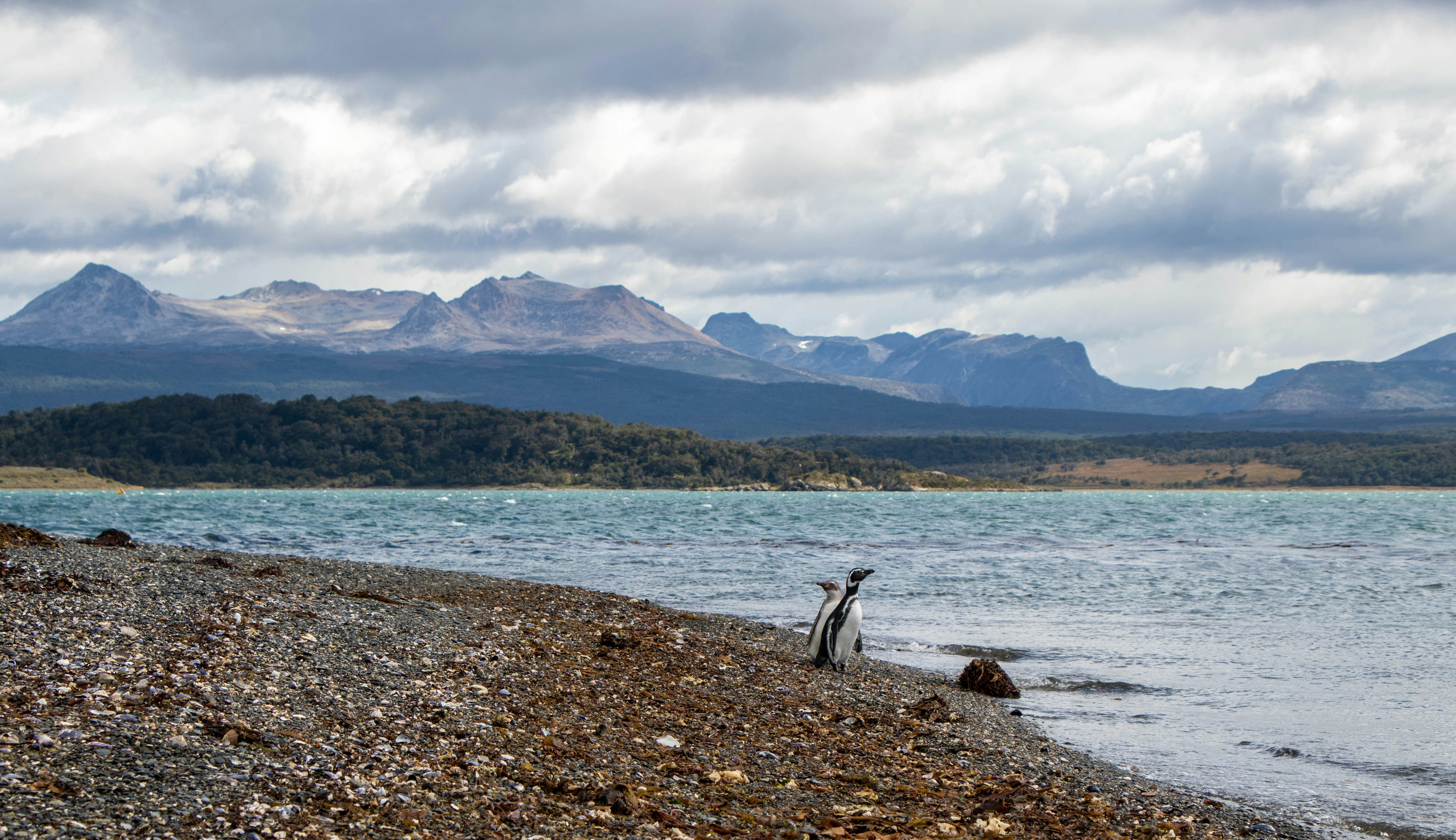 Magellanic penguins on Beagle Channel shore, Ushuaia Tierra del Fuego