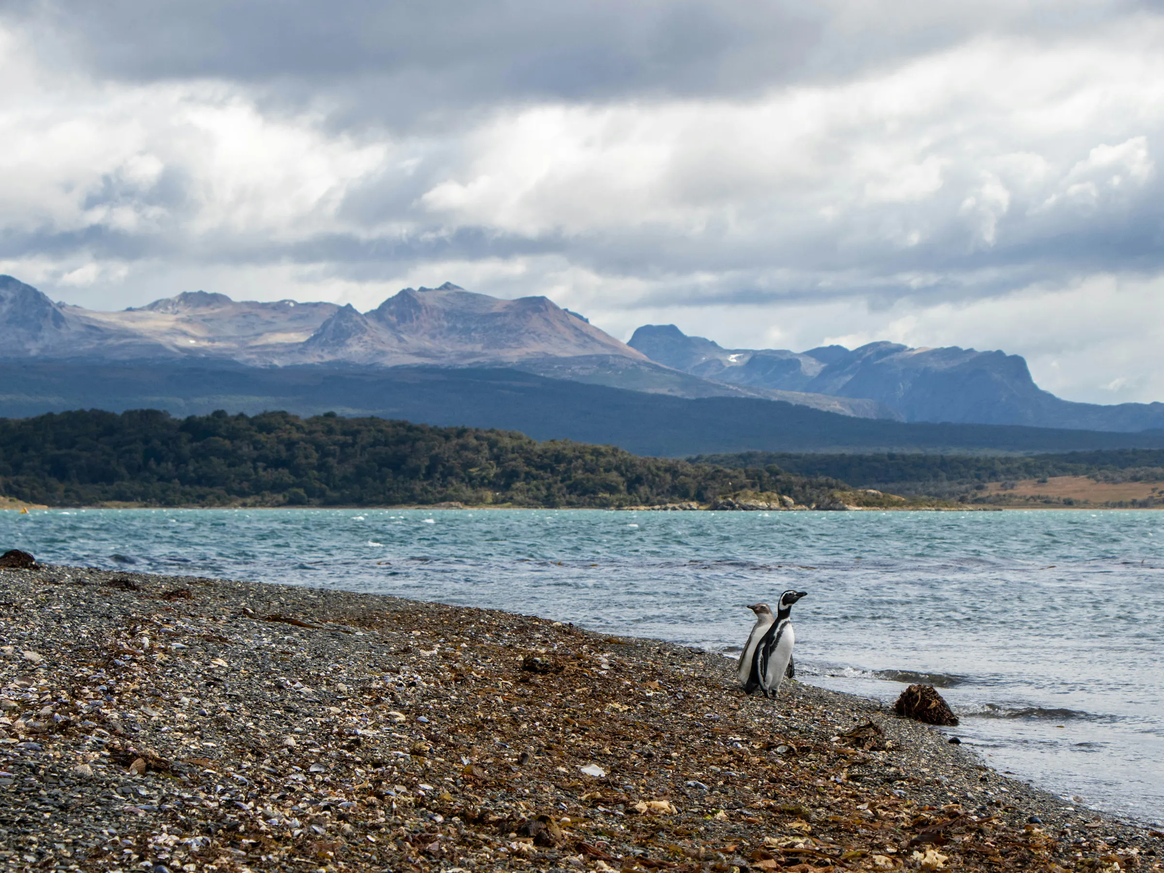 Magellanic penguins on Beagle Channel shore, Ushuaia Tierra del Fuego