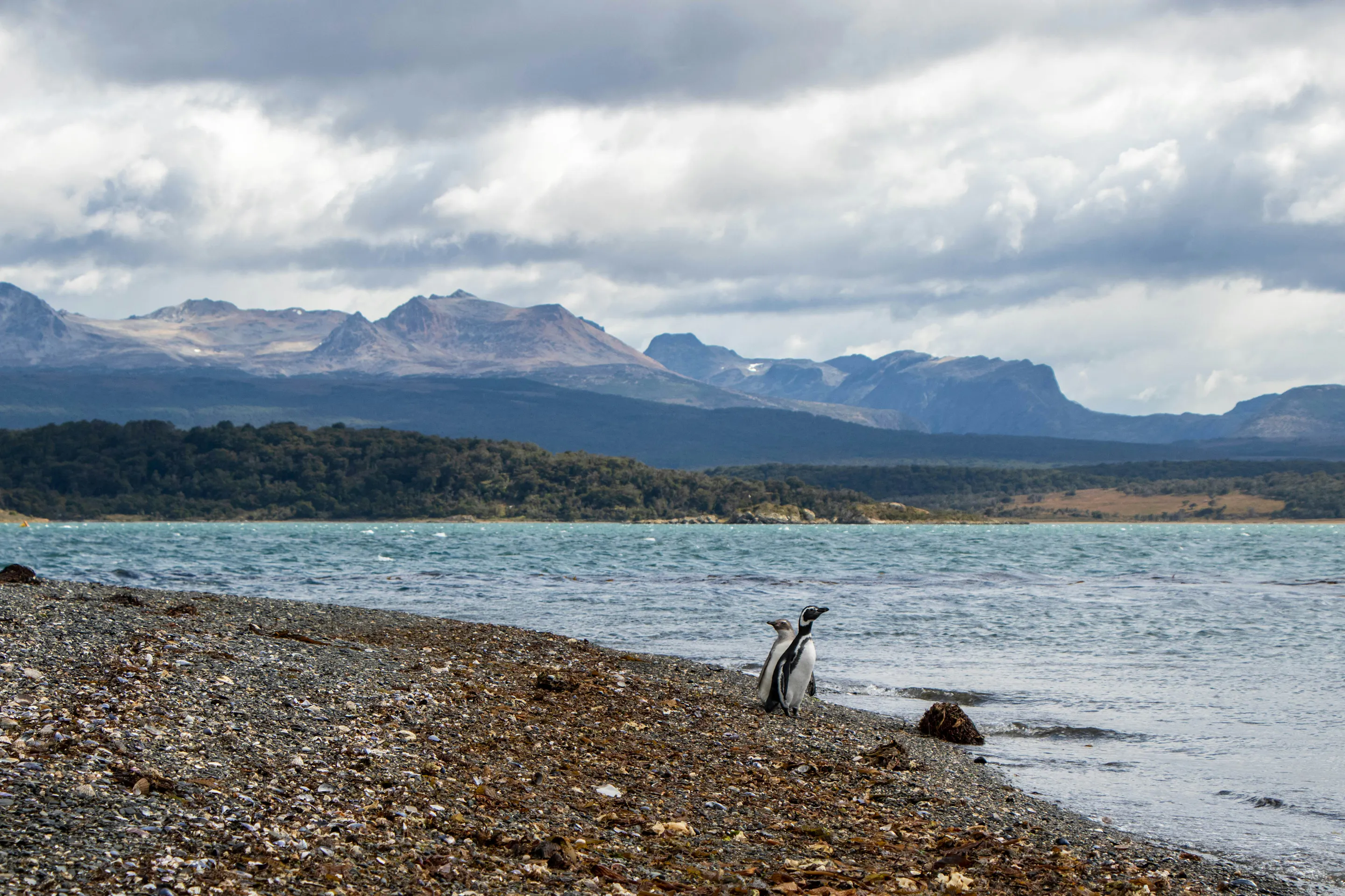 Magellanic penguins on Beagle Channel shore, Ushuaia Tierra del Fuego