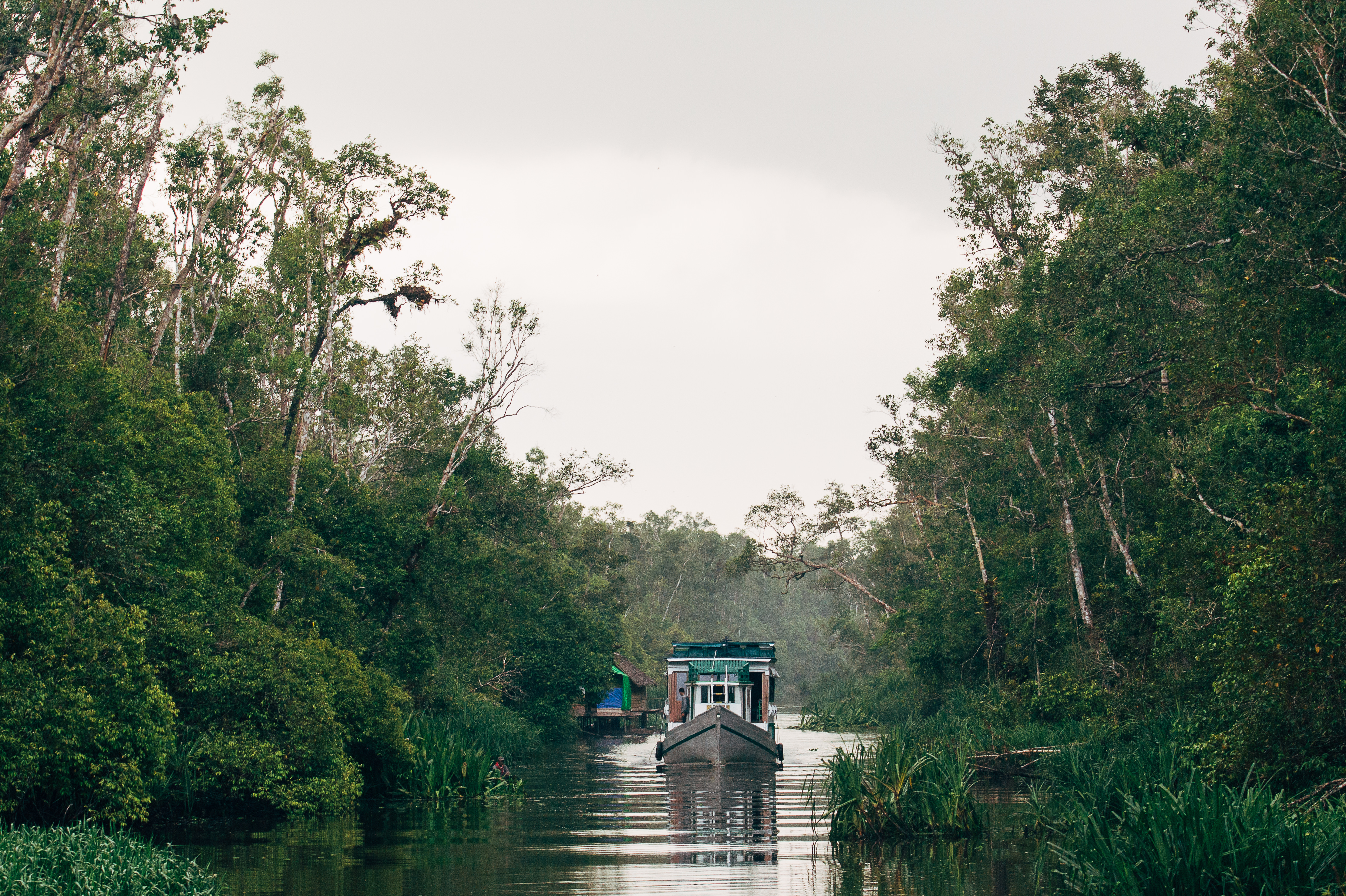 River boat cruising through Kinabatangan river