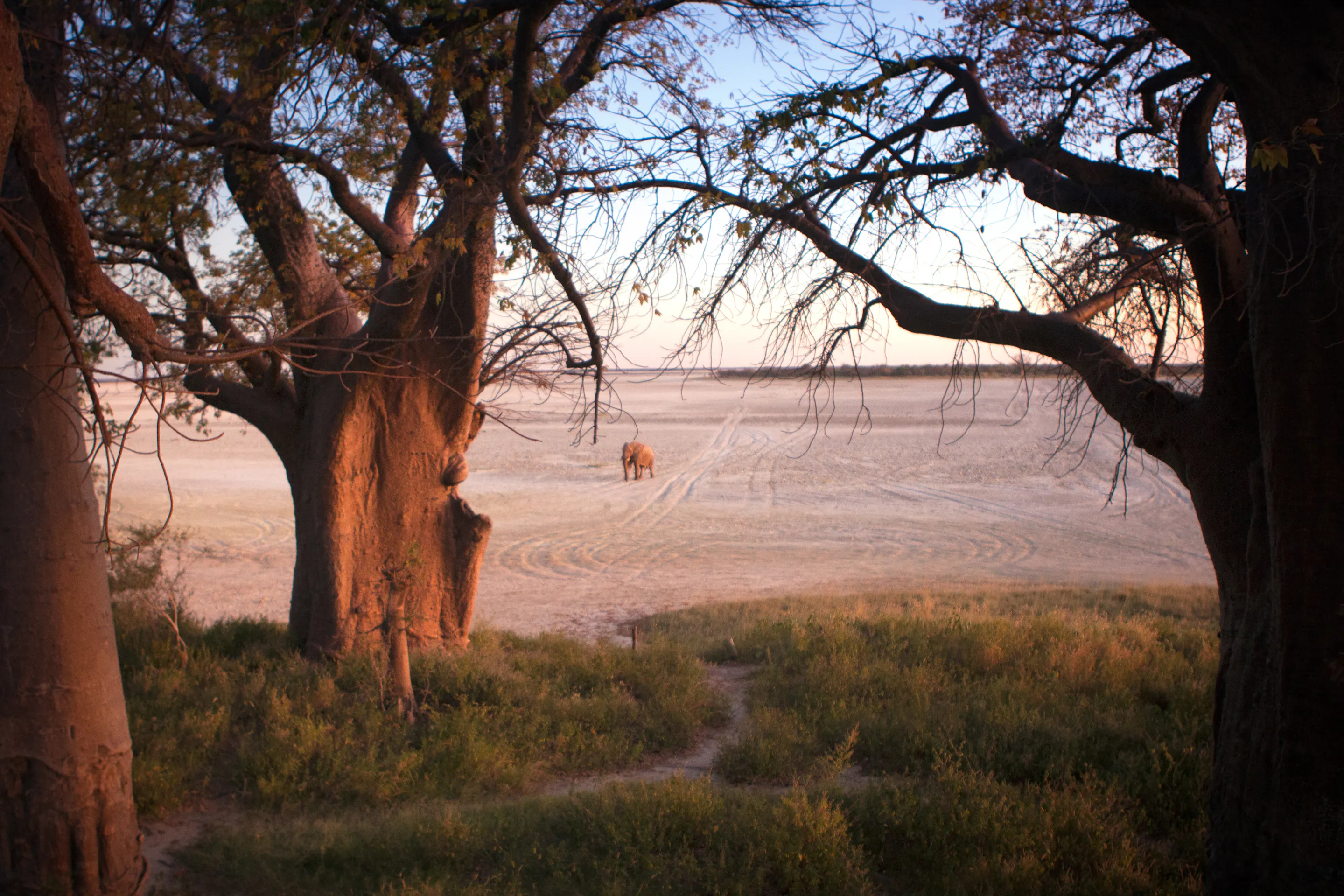Elephant crossing the salt pan framed by baobab trees in Nxai Pan National Park, Botswana