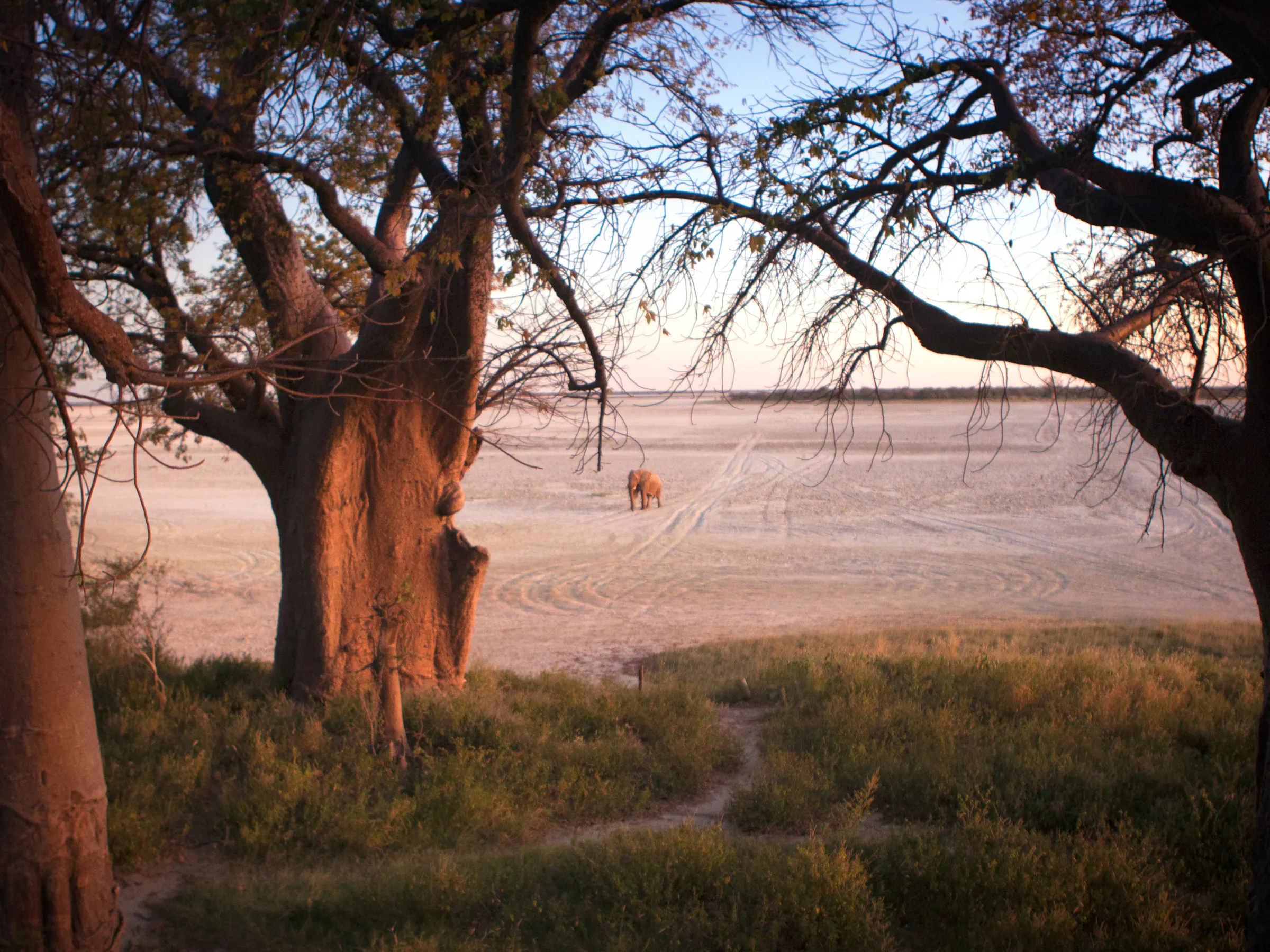 Elephant crossing the salt pan framed by baobab trees in Nxai Pan National Park, Botswana