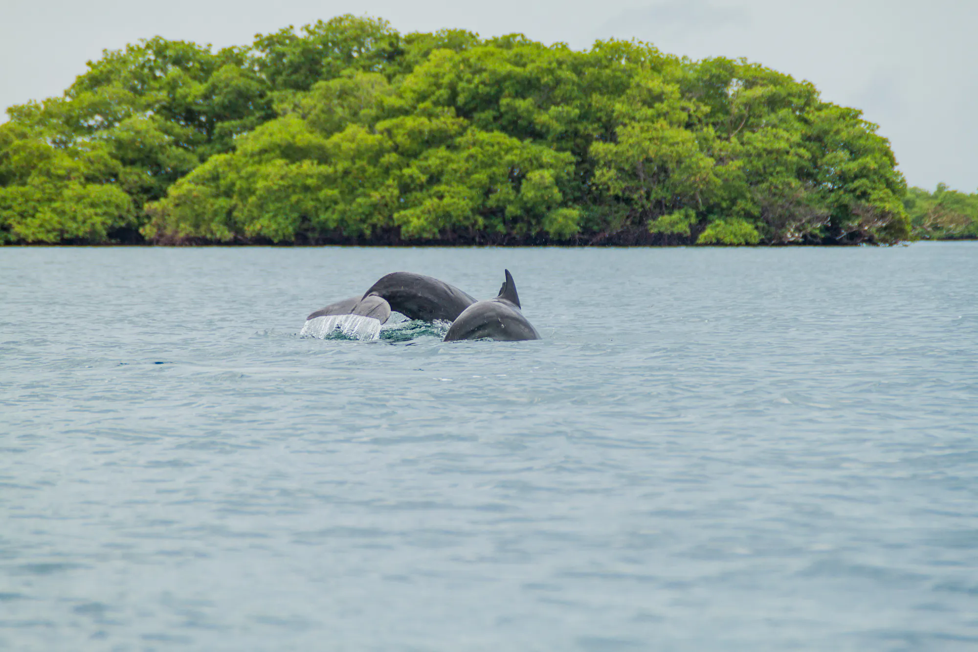dolphins jumping in ocean with jungle in background