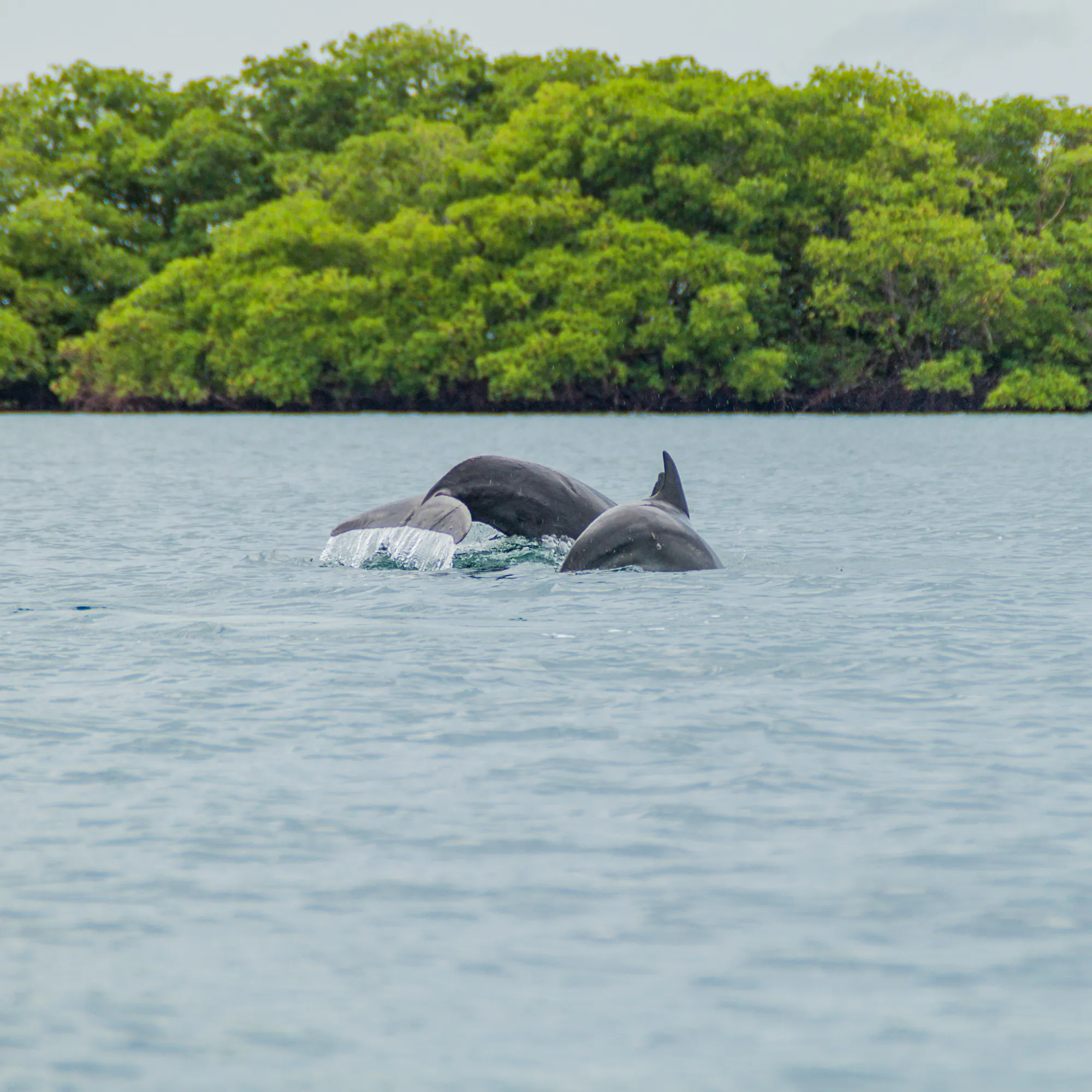 dolphins jumping in ocean with jungle in background