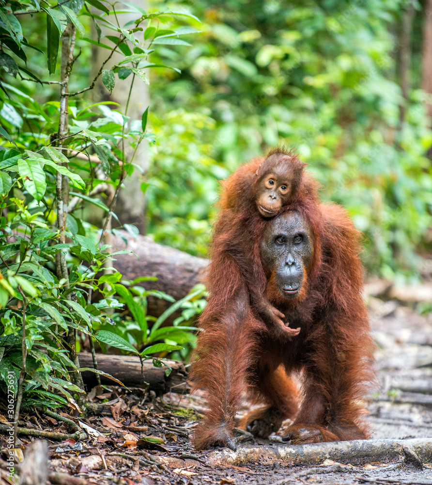 Mother orangutan carrying her baby through the rainforest in Kalimantan, Borneo, Indonesia