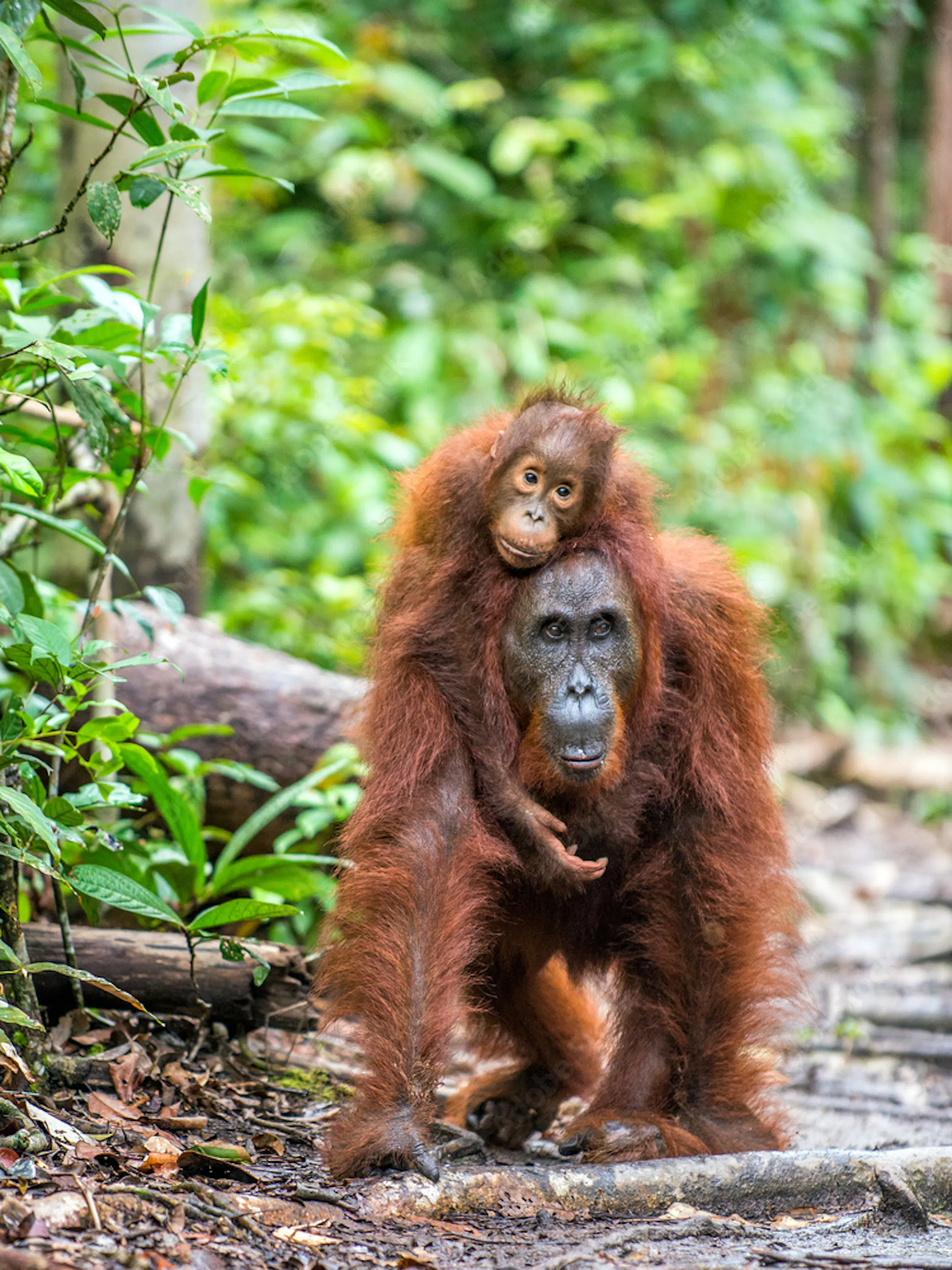 Mother orangutan carrying her baby through the rainforest in Kalimantan, Borneo, Indonesia