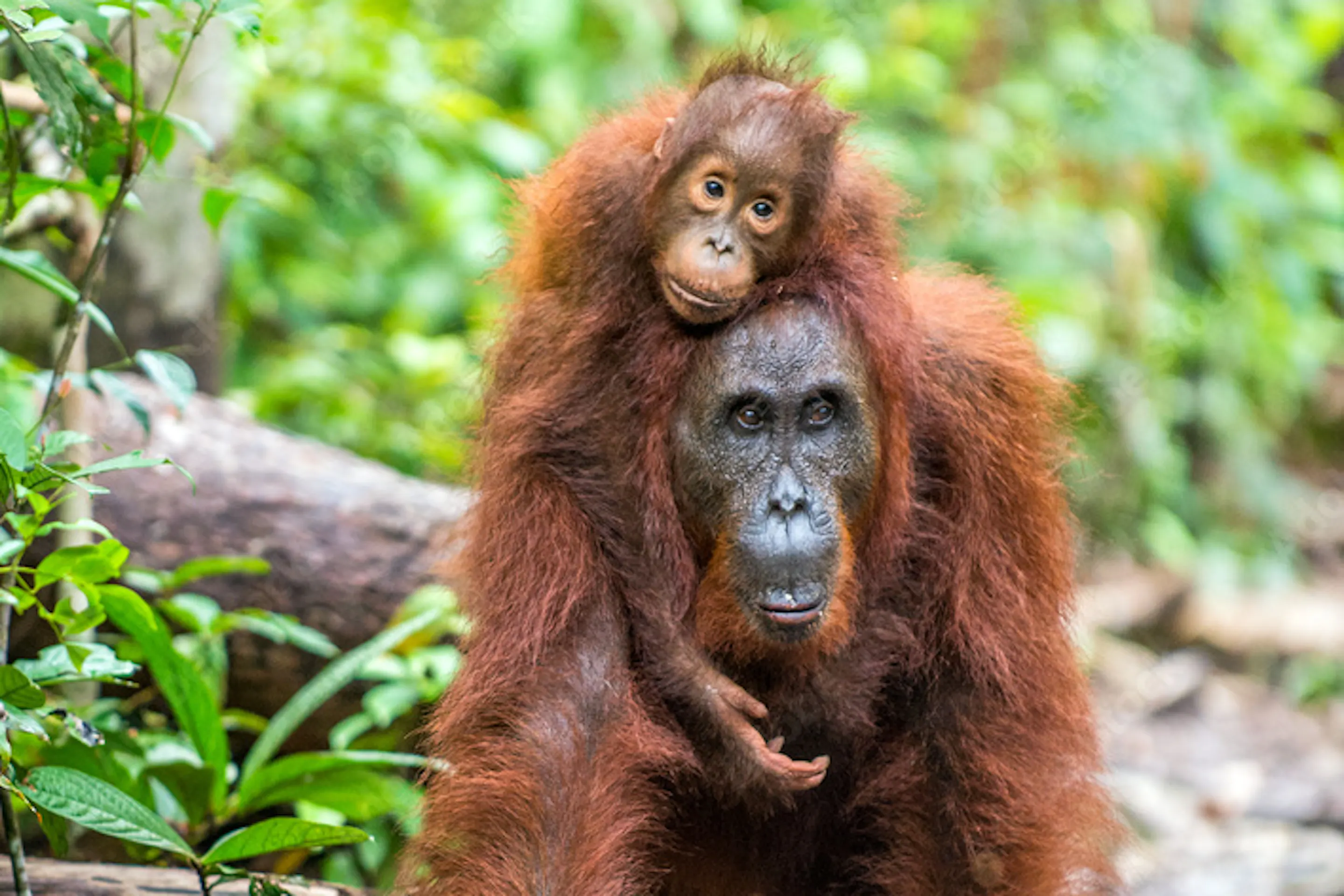 Mother orangutan carrying her baby through the rainforest in Kalimantan, Borneo, Indonesia