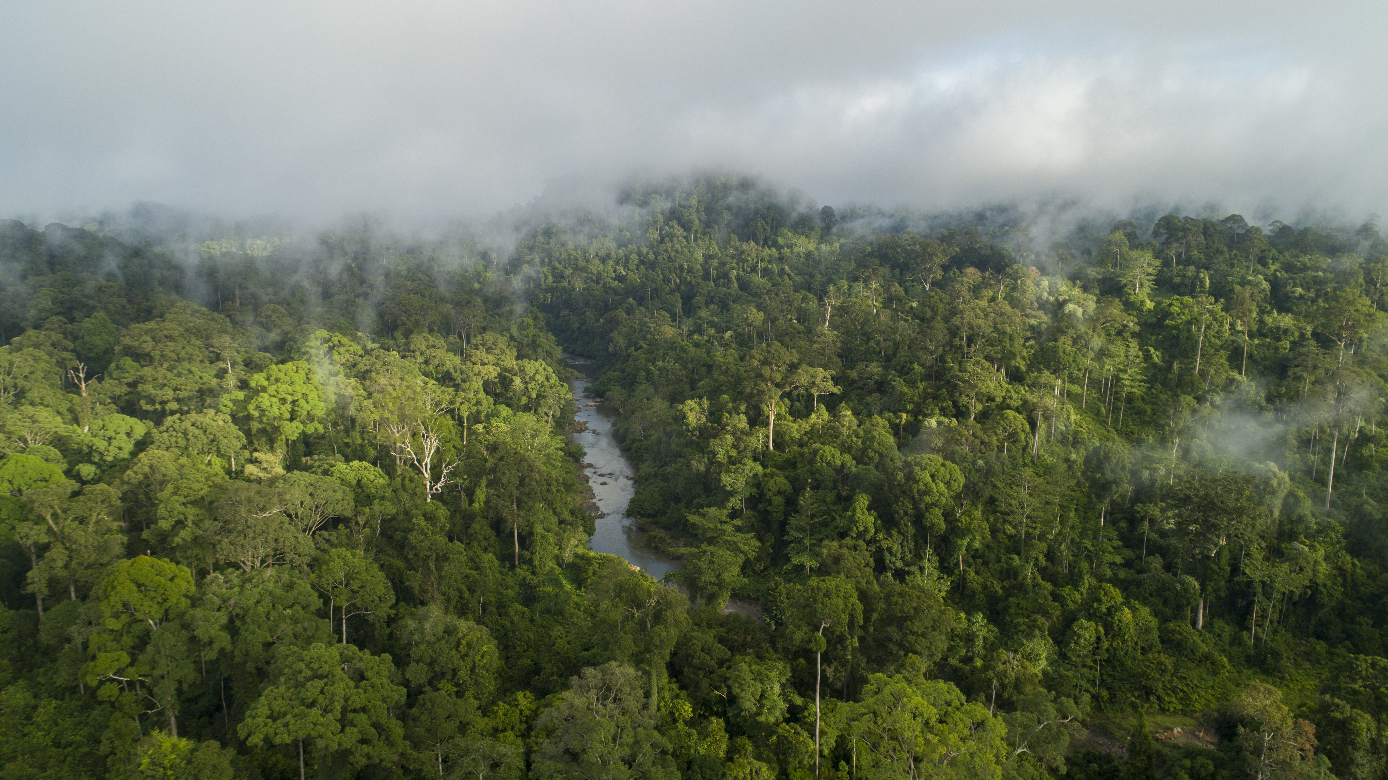 Aerial view of a misty river winding through the Danum Valley rainforest