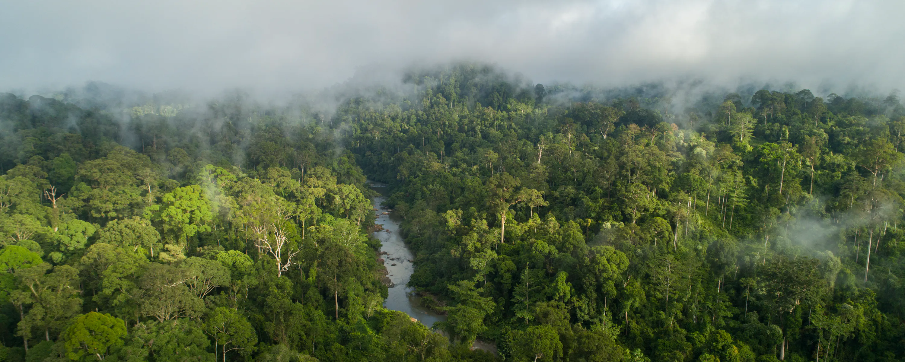 Aerial view of a misty river winding through the Danum Valley rainforest