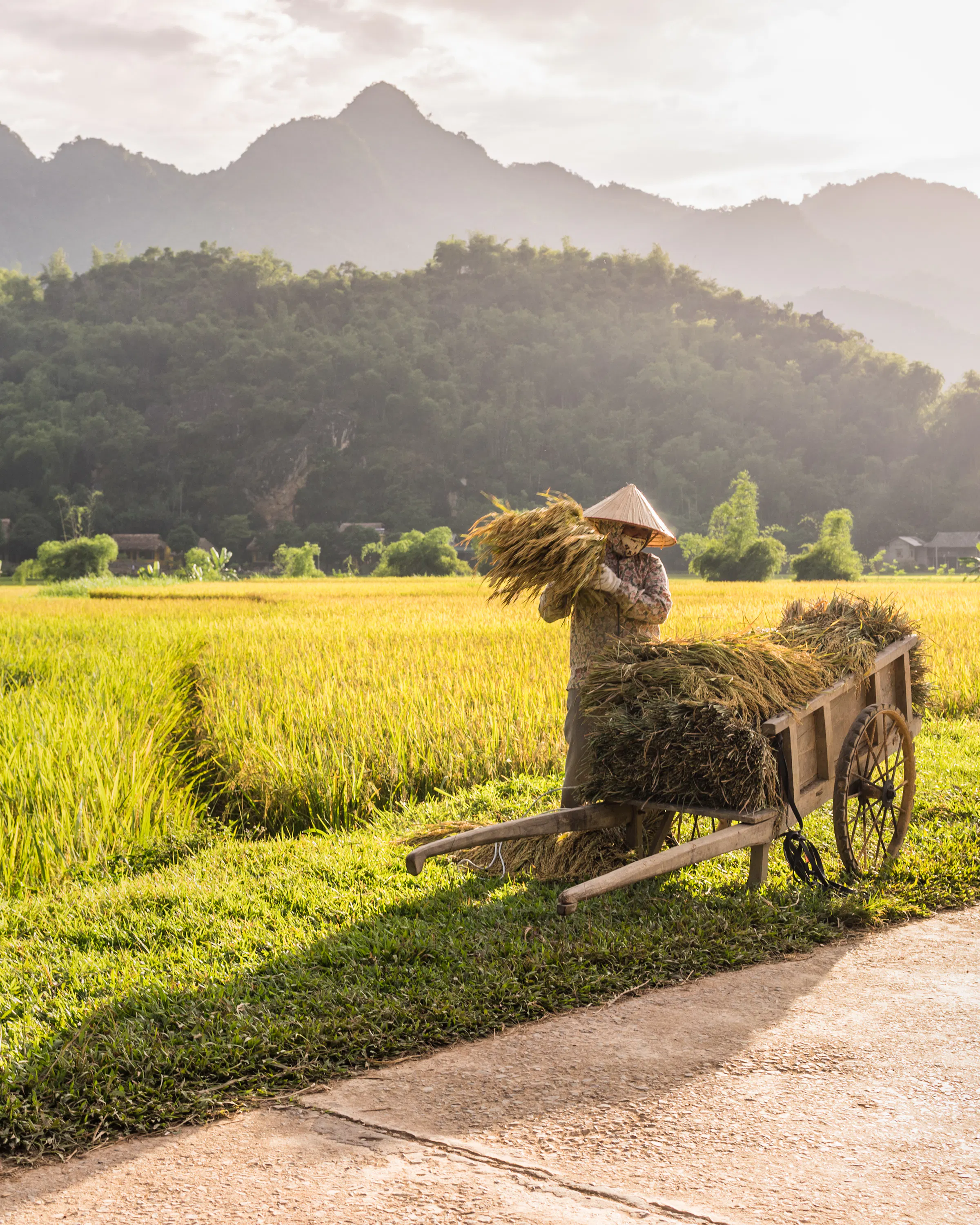A Vietnamese farmer harvests rice by hand on the valley floor of Mai Chau