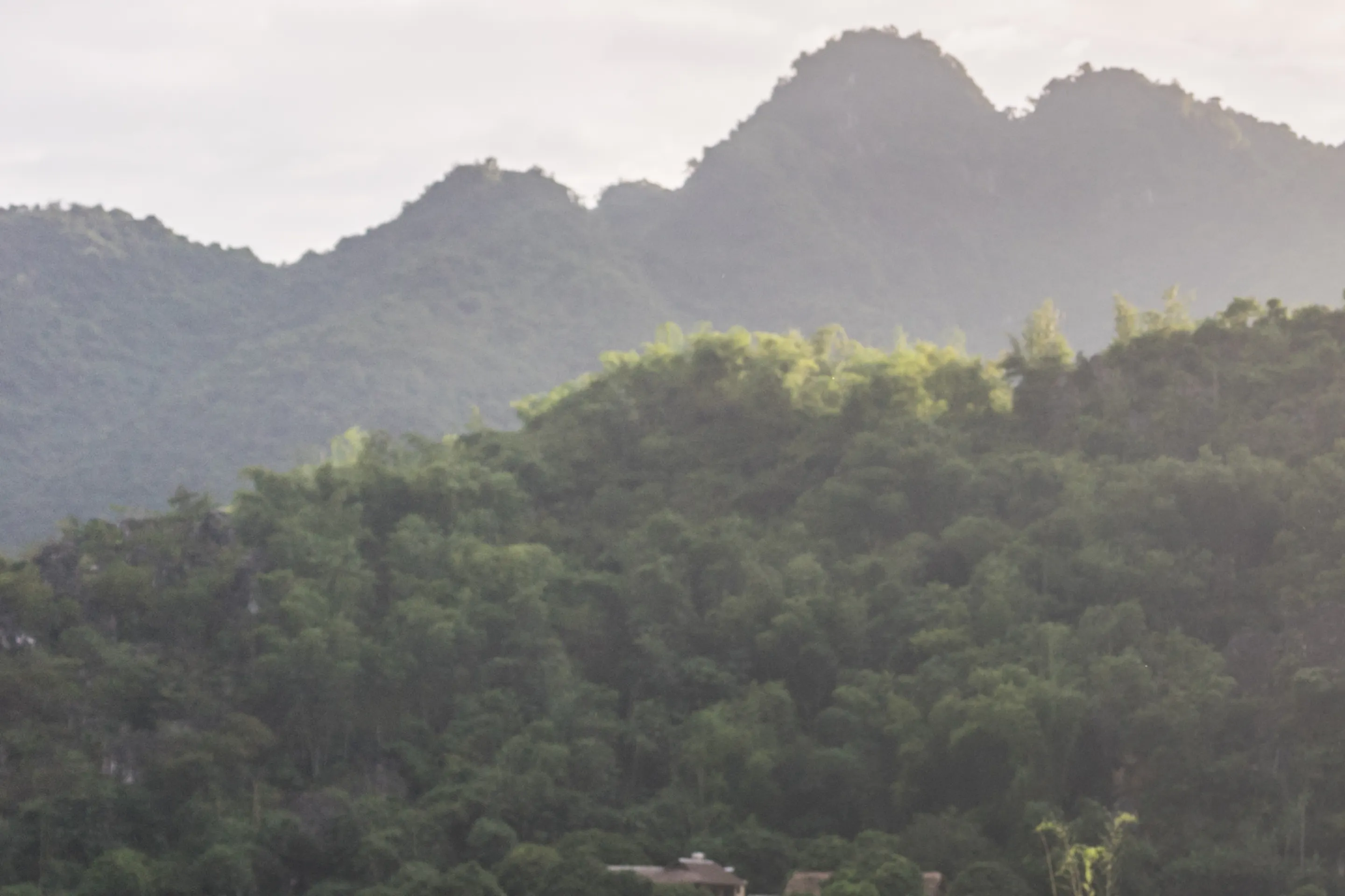 A Vietnamese farmer harvests rice by hand on the valley floor of Mai Chau