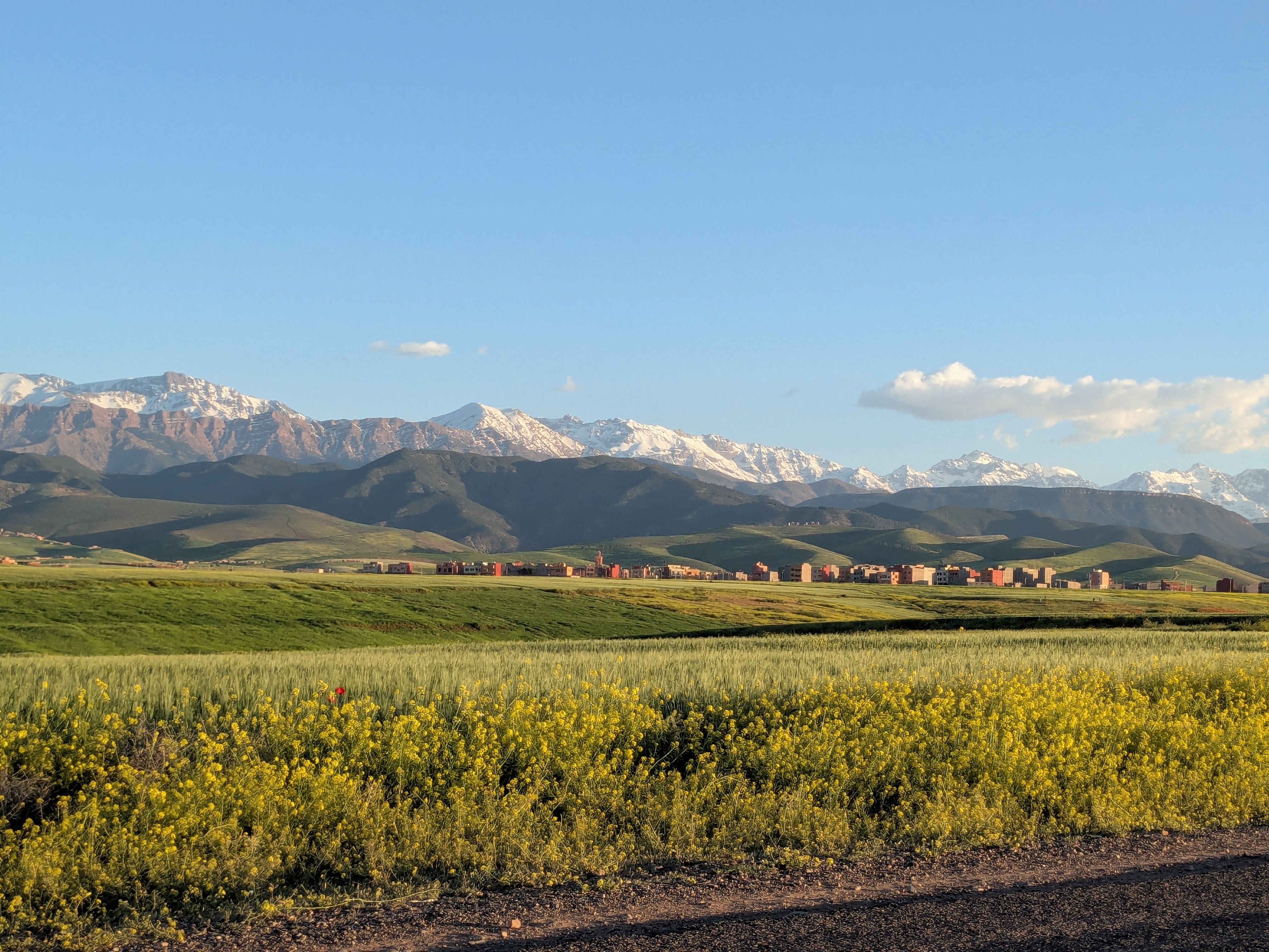 Yellow wildflower fields with snow-capped Atlas Mountains in Morocco