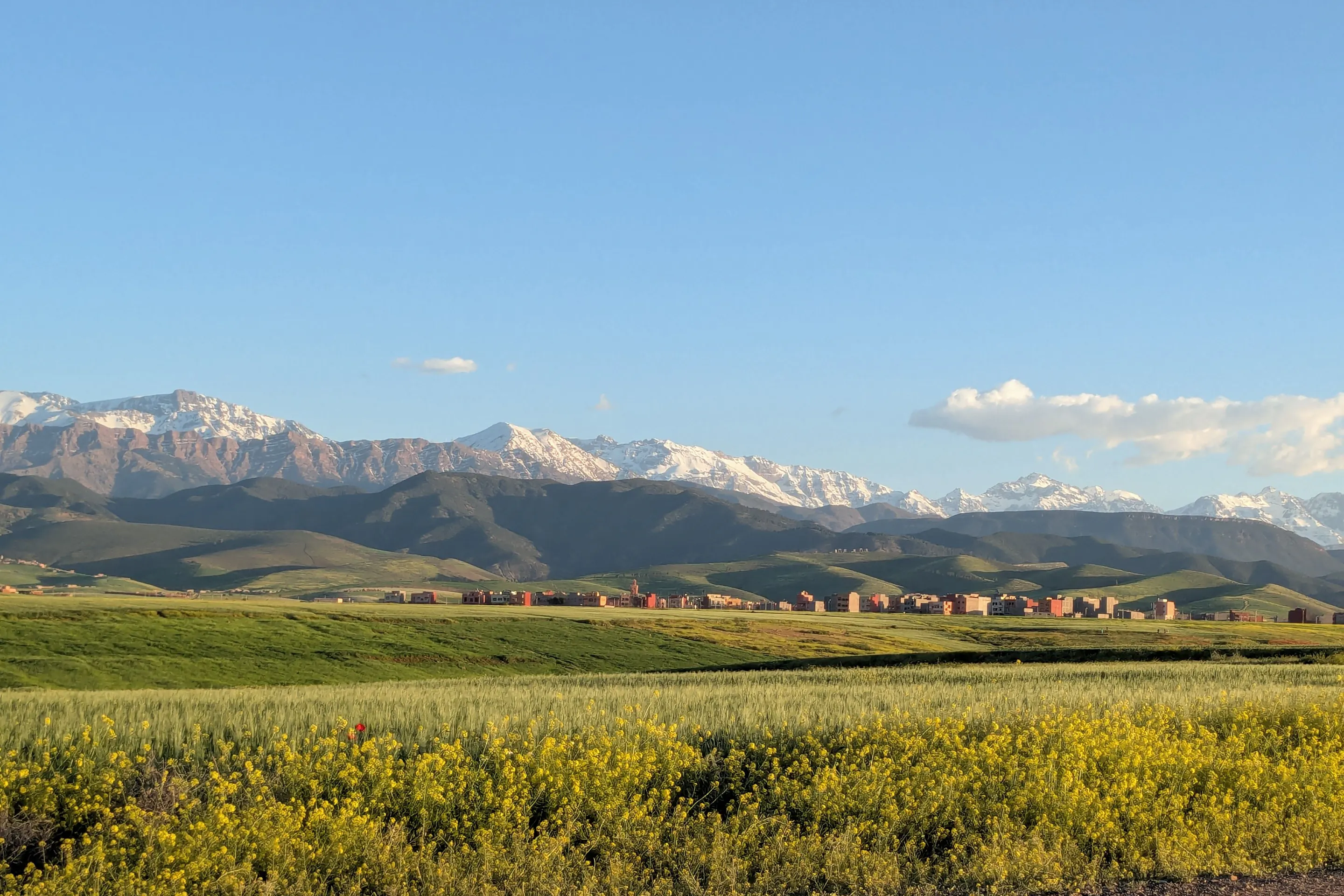 Yellow wildflower fields with snow-capped Atlas Mountains in Morocco