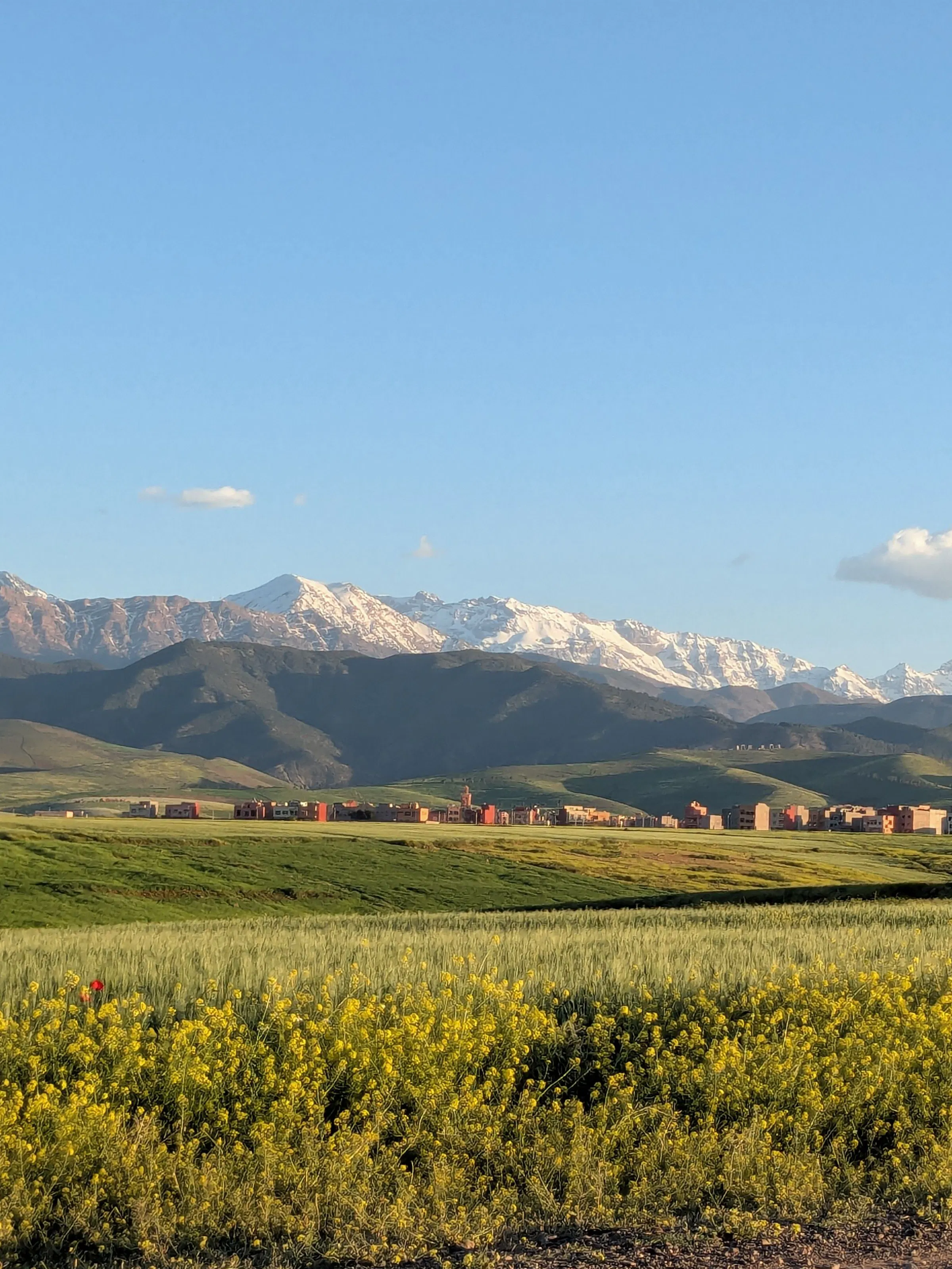 Yellow wildflower fields with snow-capped Atlas Mountains in Morocco