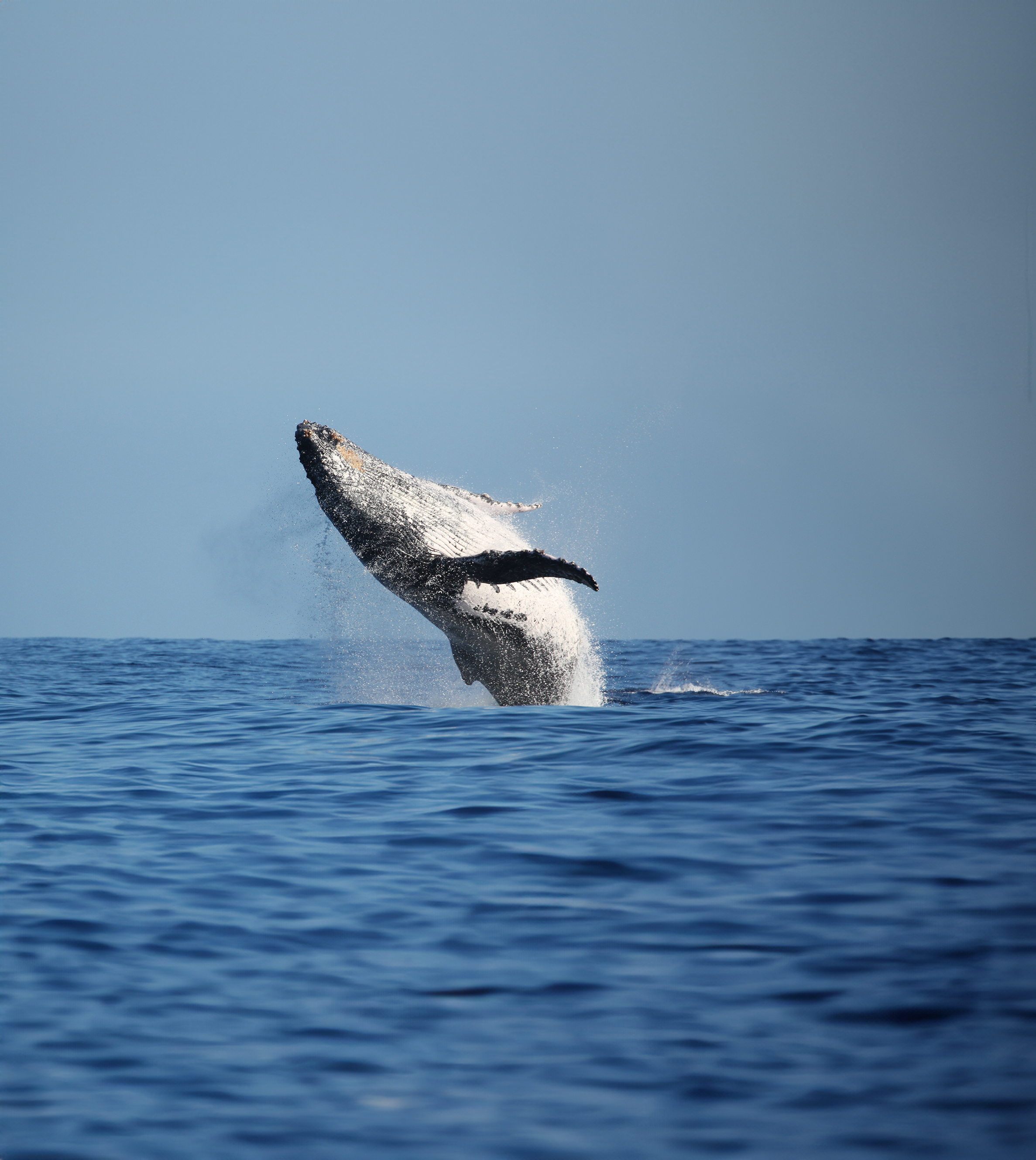 Humpback whale breaching off the coast of Panama
