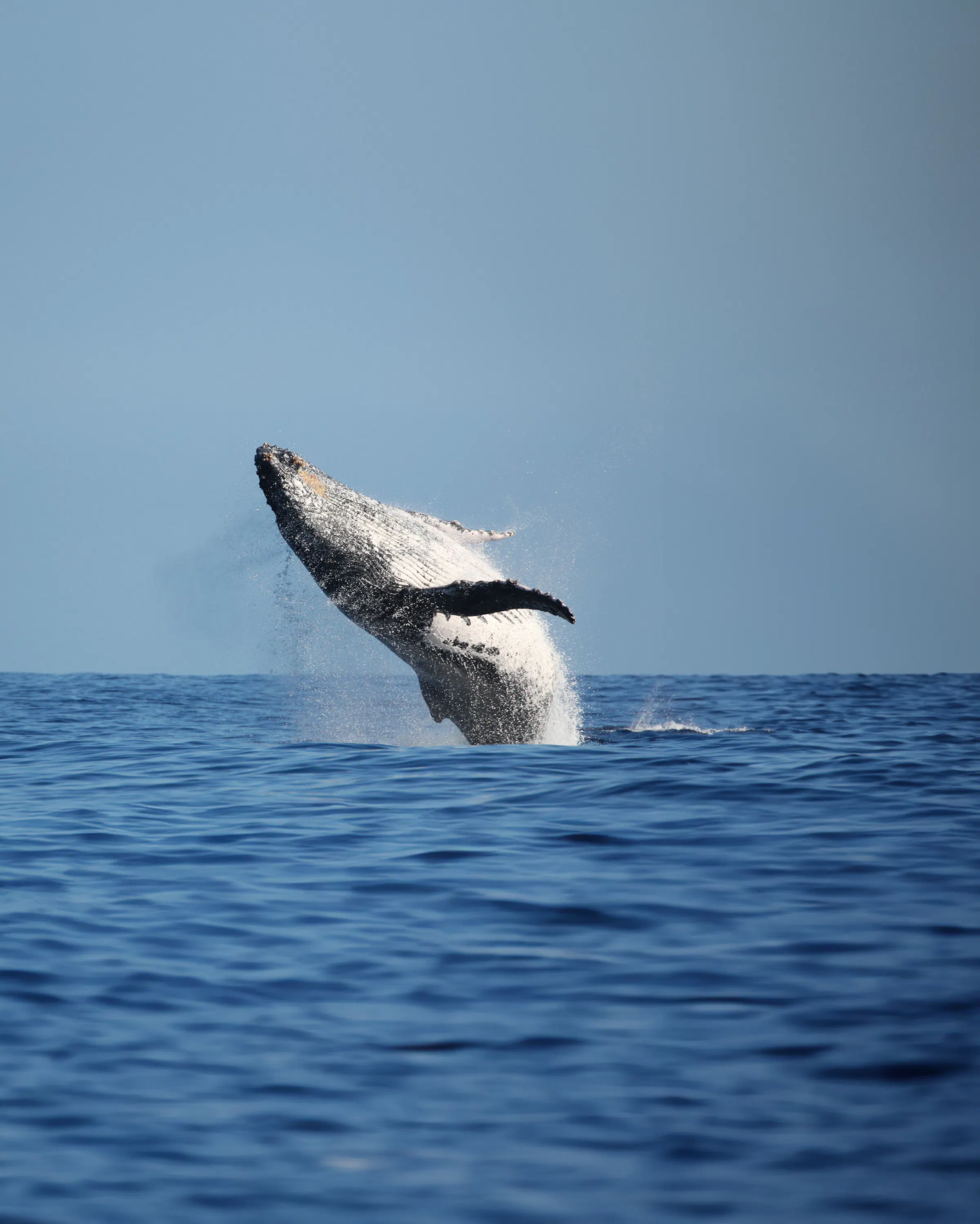 Humpback whale breaching off the coast of Panama