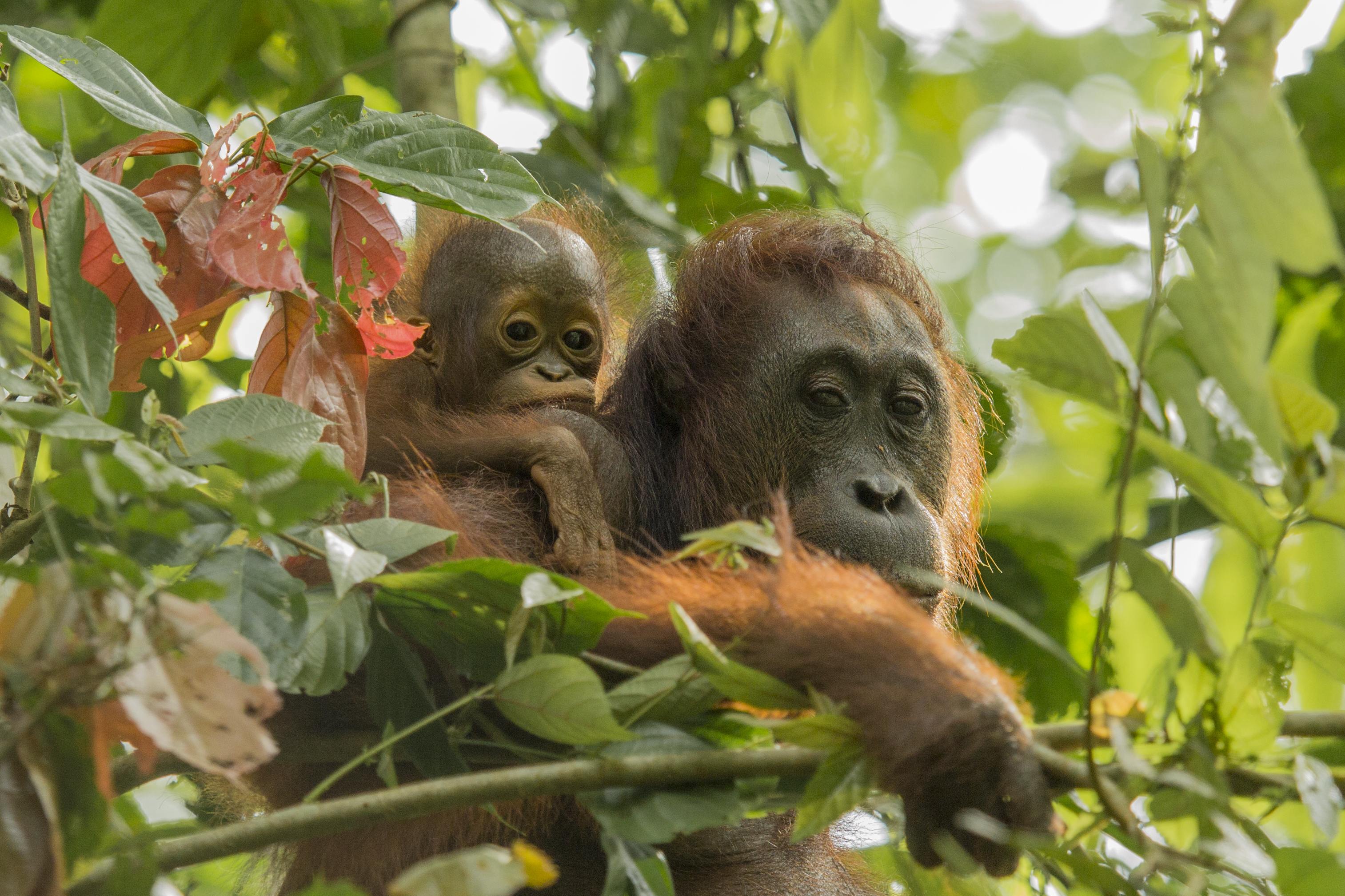 Bornean orangutan mother and infant clinging together in rainforest