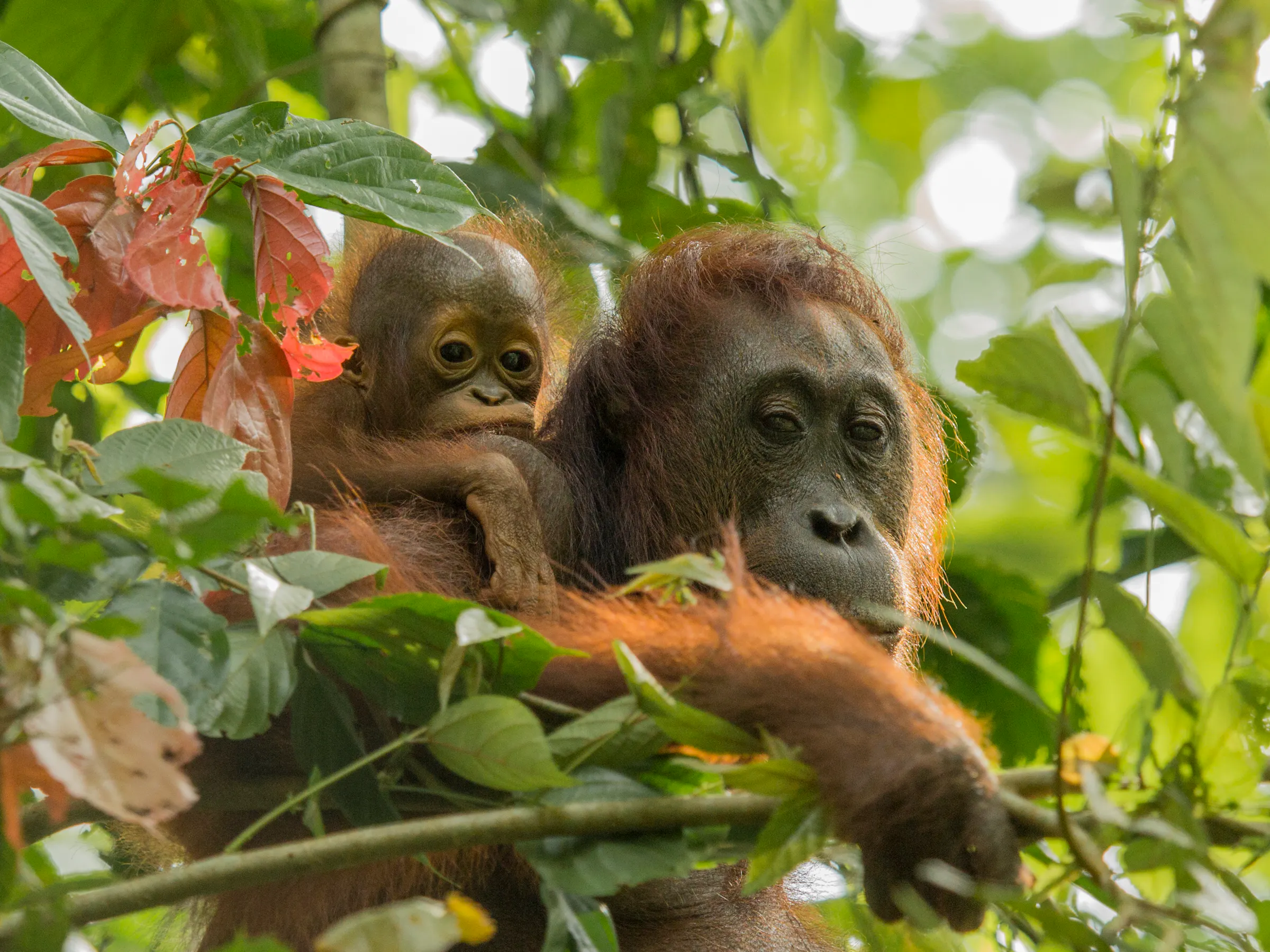 Bornean orangutan mother and infant clinging together in rainforest