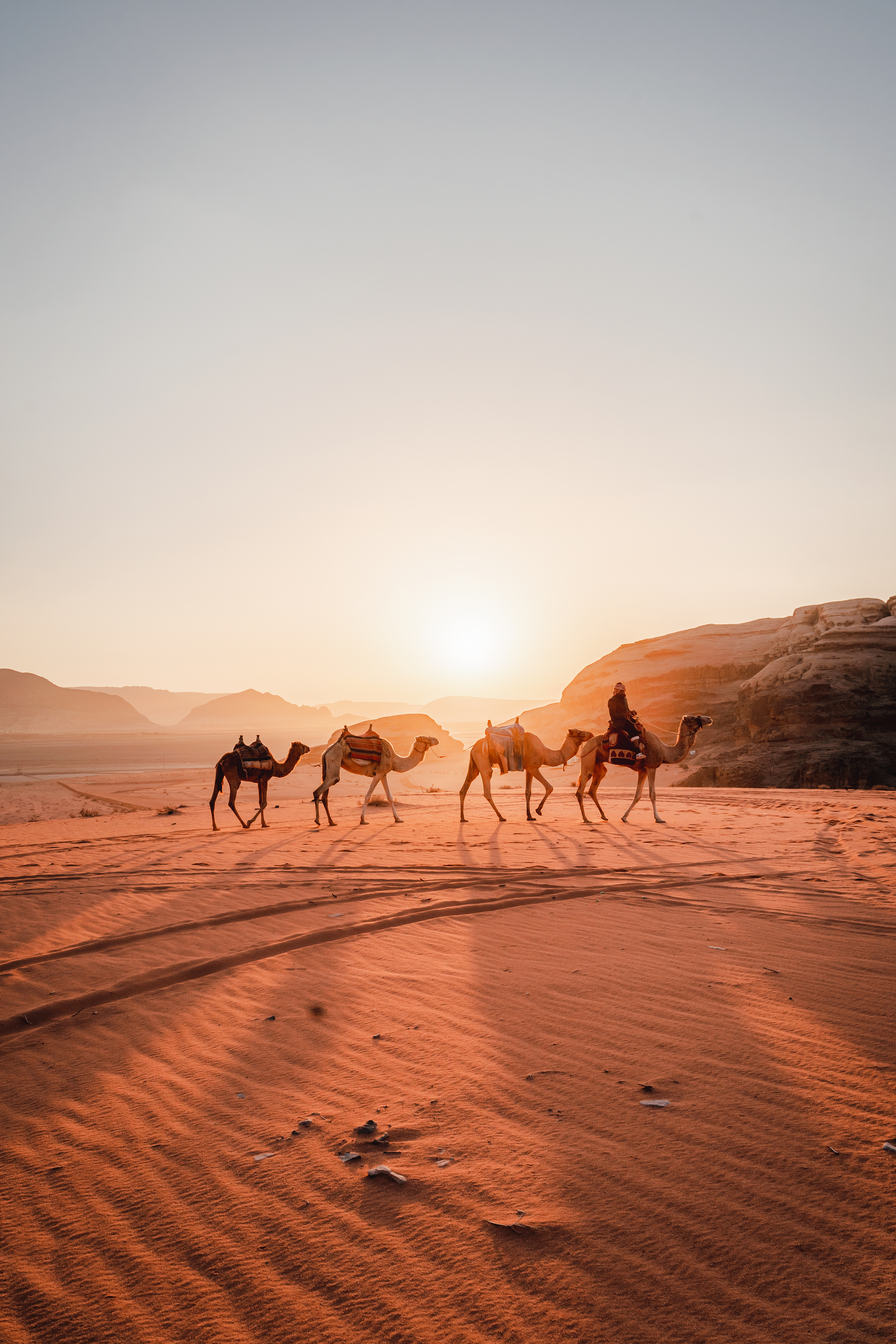 Camels walking across rippled sand dunes at sunset.