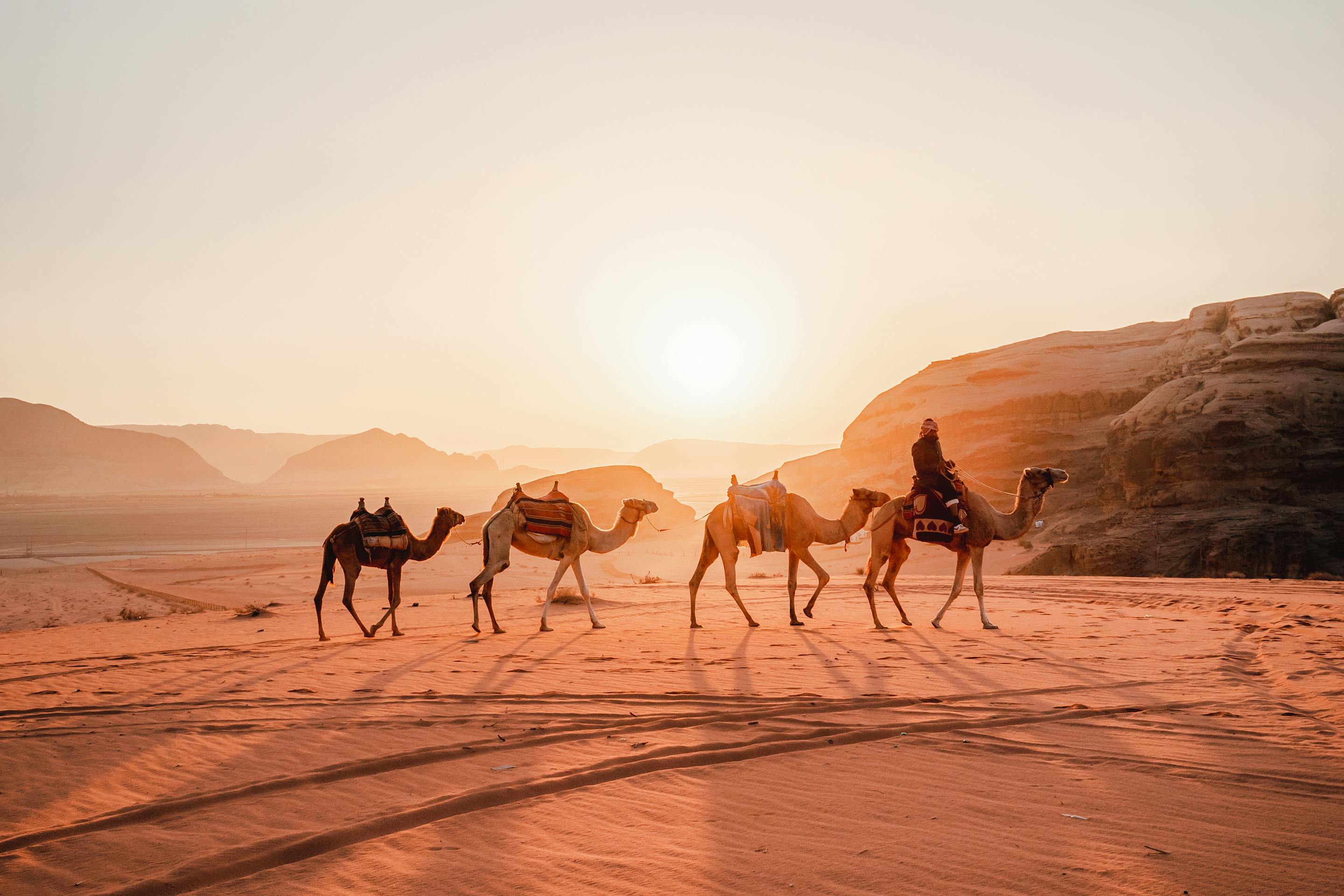 Camels walking across rippled sand dunes at sunset.