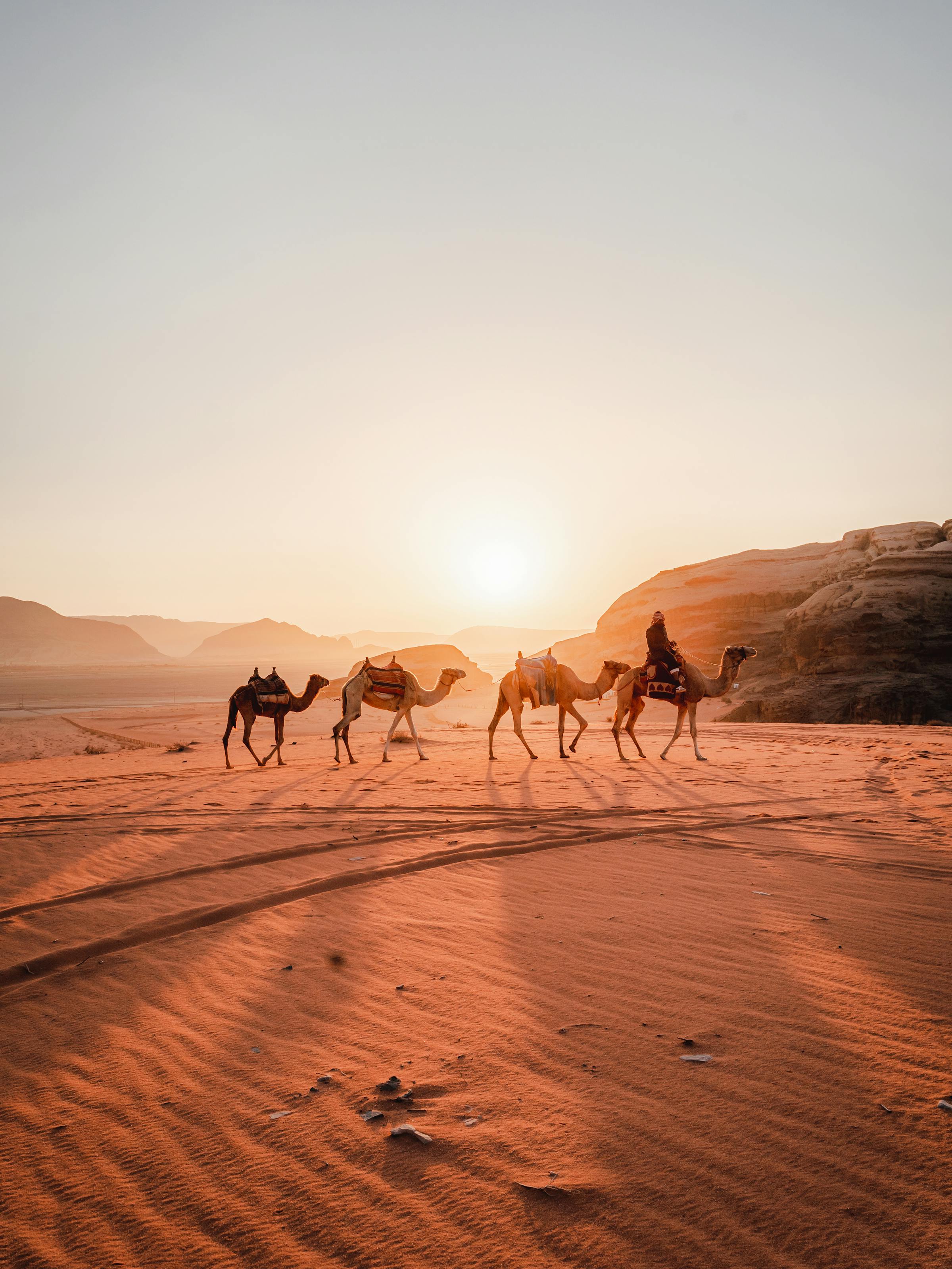 Camels walking across rippled sand dunes at sunset.