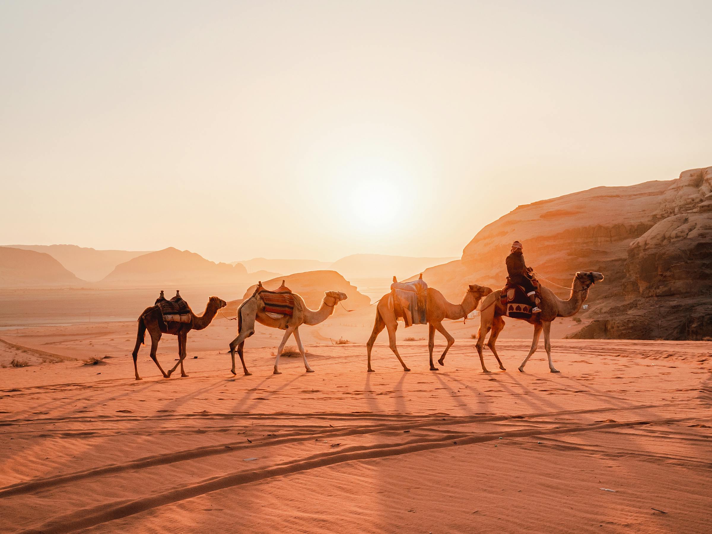 Camels walking across rippled sand dunes at sunset.