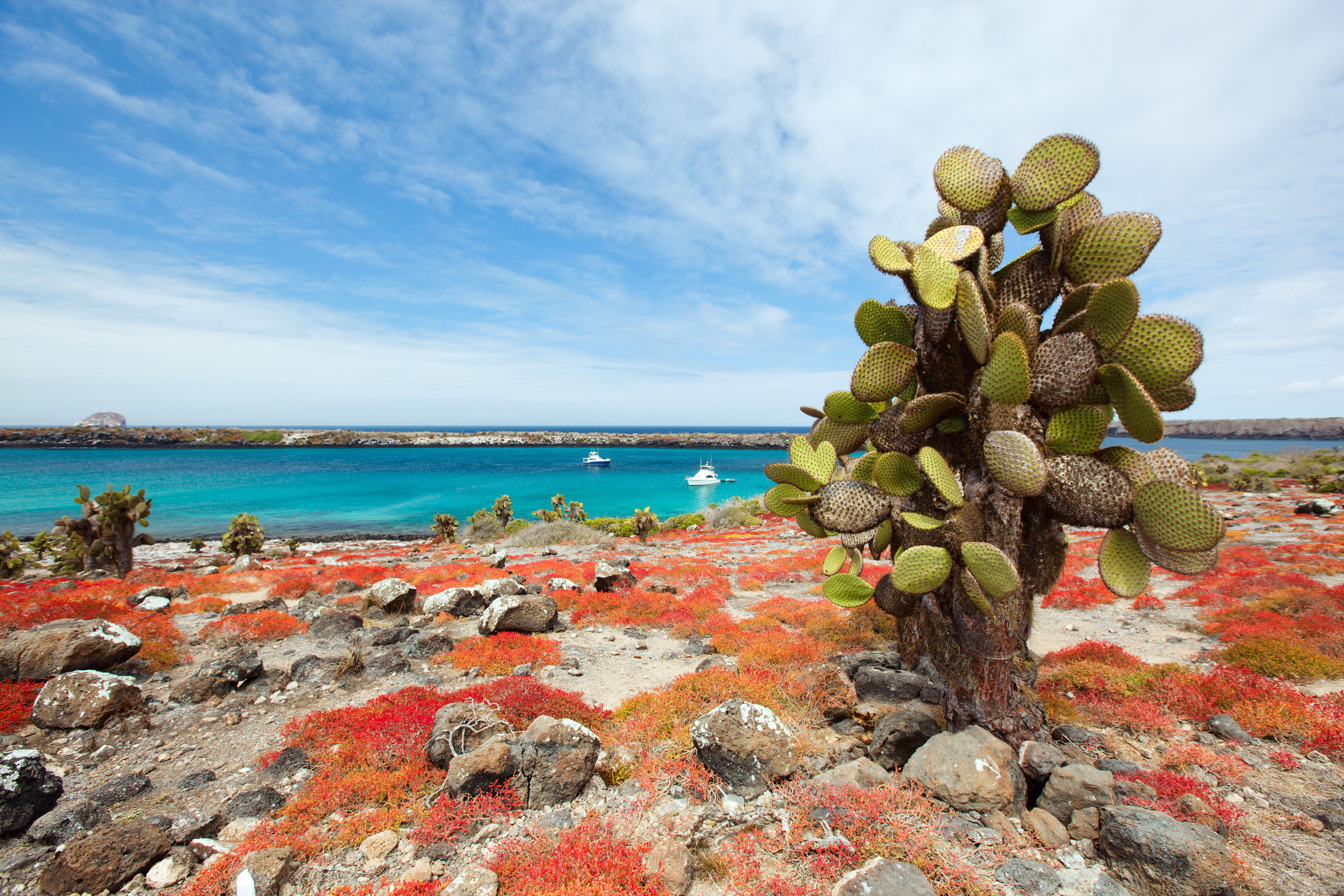 Cactus-covered coastal cliffs overlooking the ocean on a volcanic island in Ecuador, with waves crashing against rugged black rock formations.