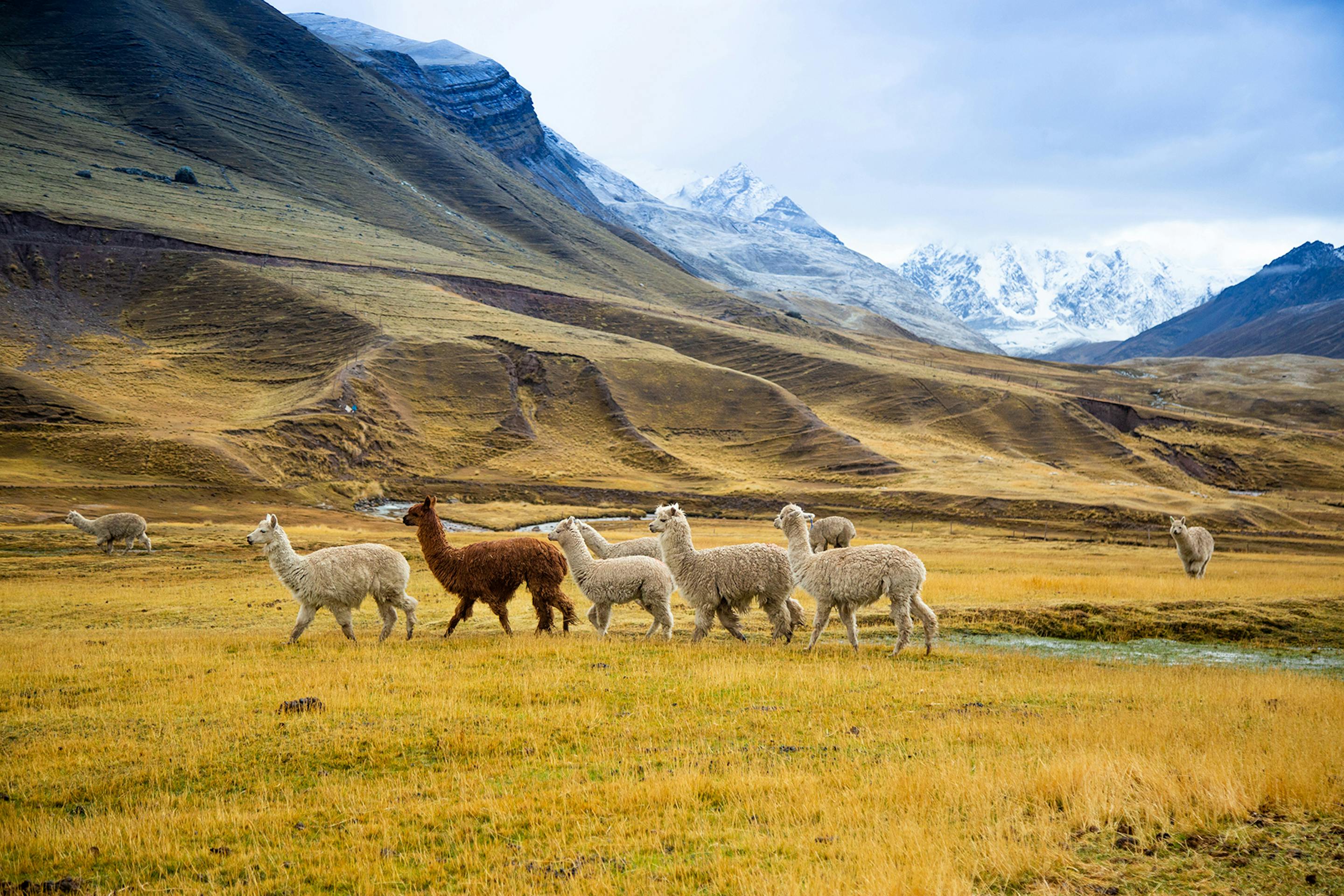 A herd of llamas grazes on golden highland grass, with rugged mountains and a wide blue sky beyond.