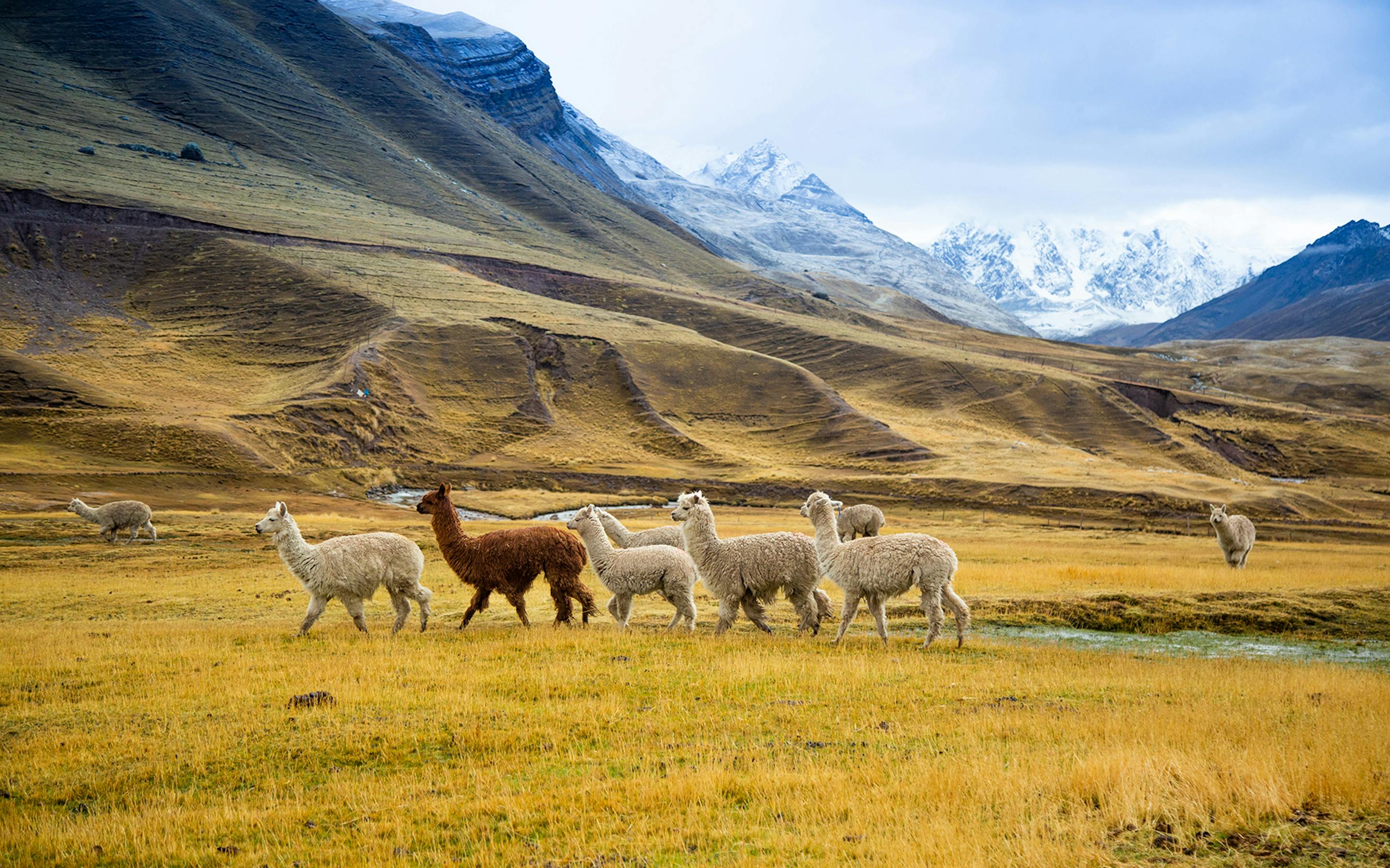 A herd of llamas grazes on golden highland grass, with rugged mountains and a wide blue sky beyond.