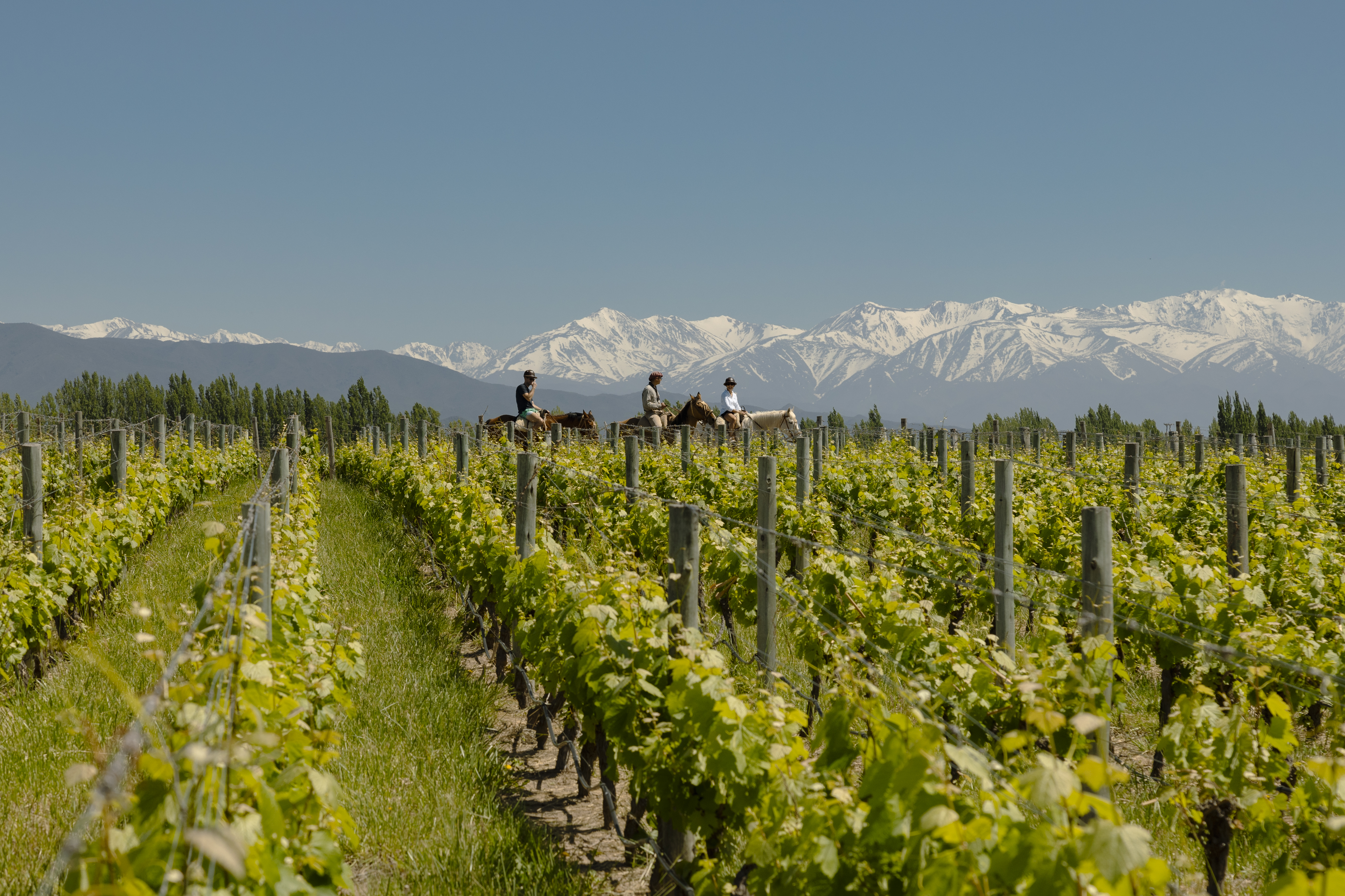 Three riders on horseback cross vineyard rows, with snowcapped mountains rising beyond green vines under a clear blue sky.