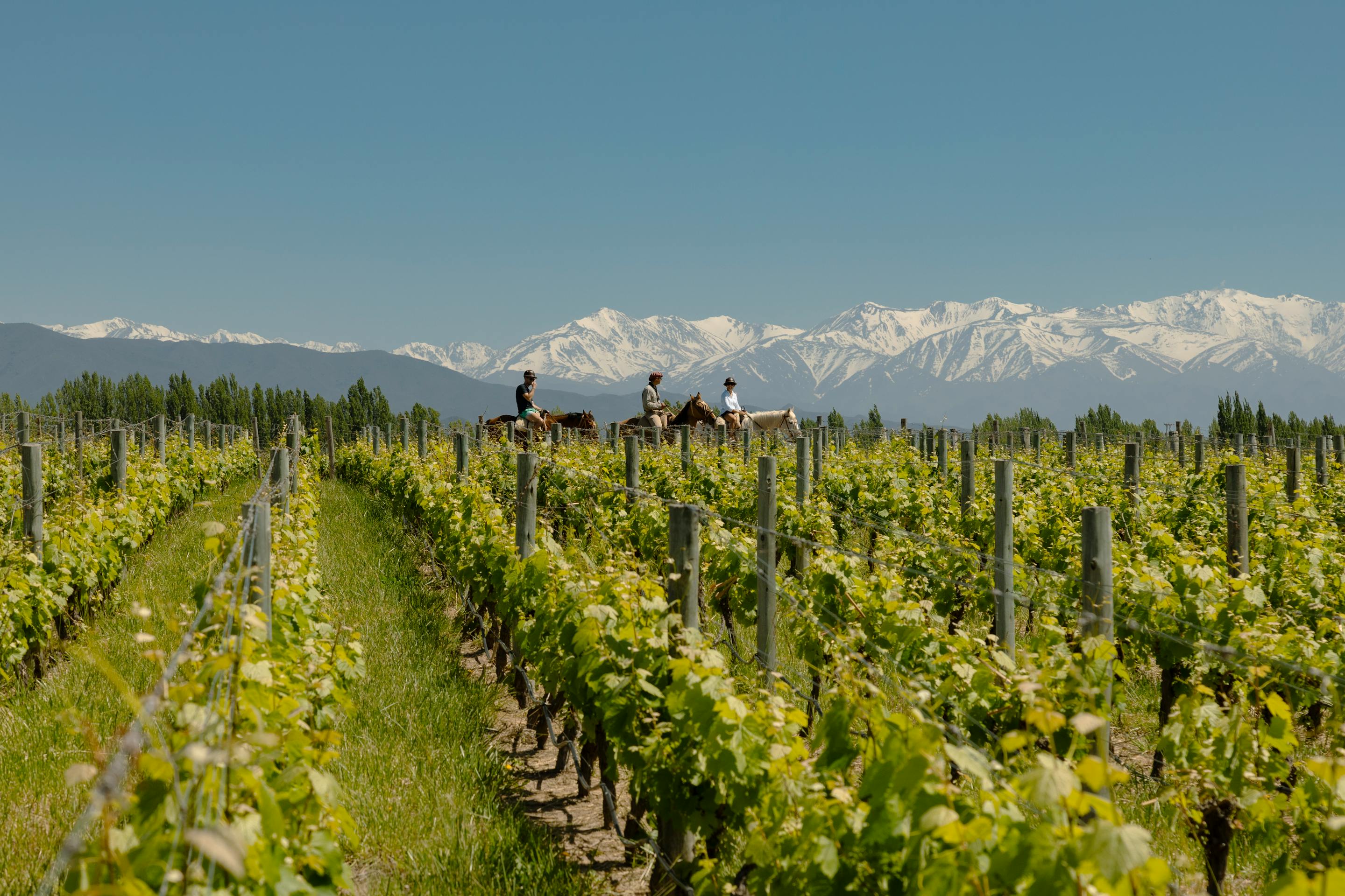 Three riders on horseback cross vineyard rows, with snowcapped mountains rising beyond green vines under a clear blue sky.