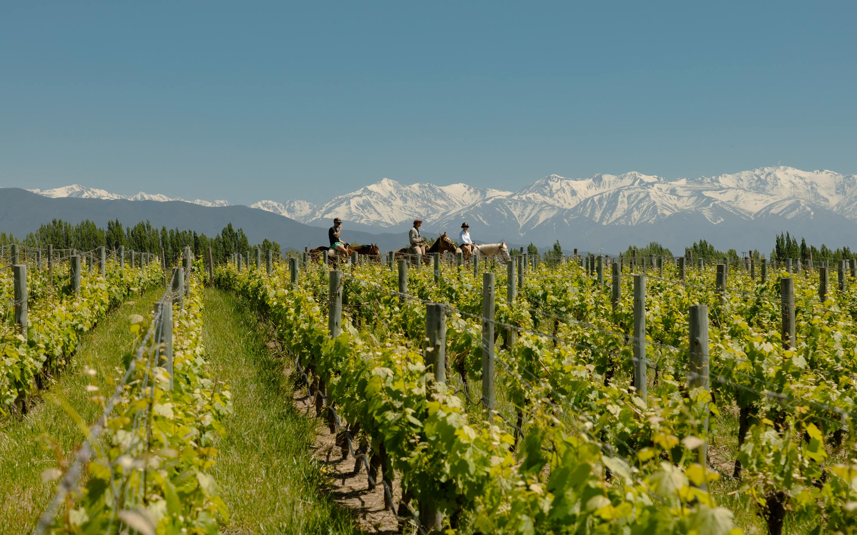 Three riders on horseback cross vineyard rows, with snowcapped mountains rising beyond green vines under a clear blue sky.