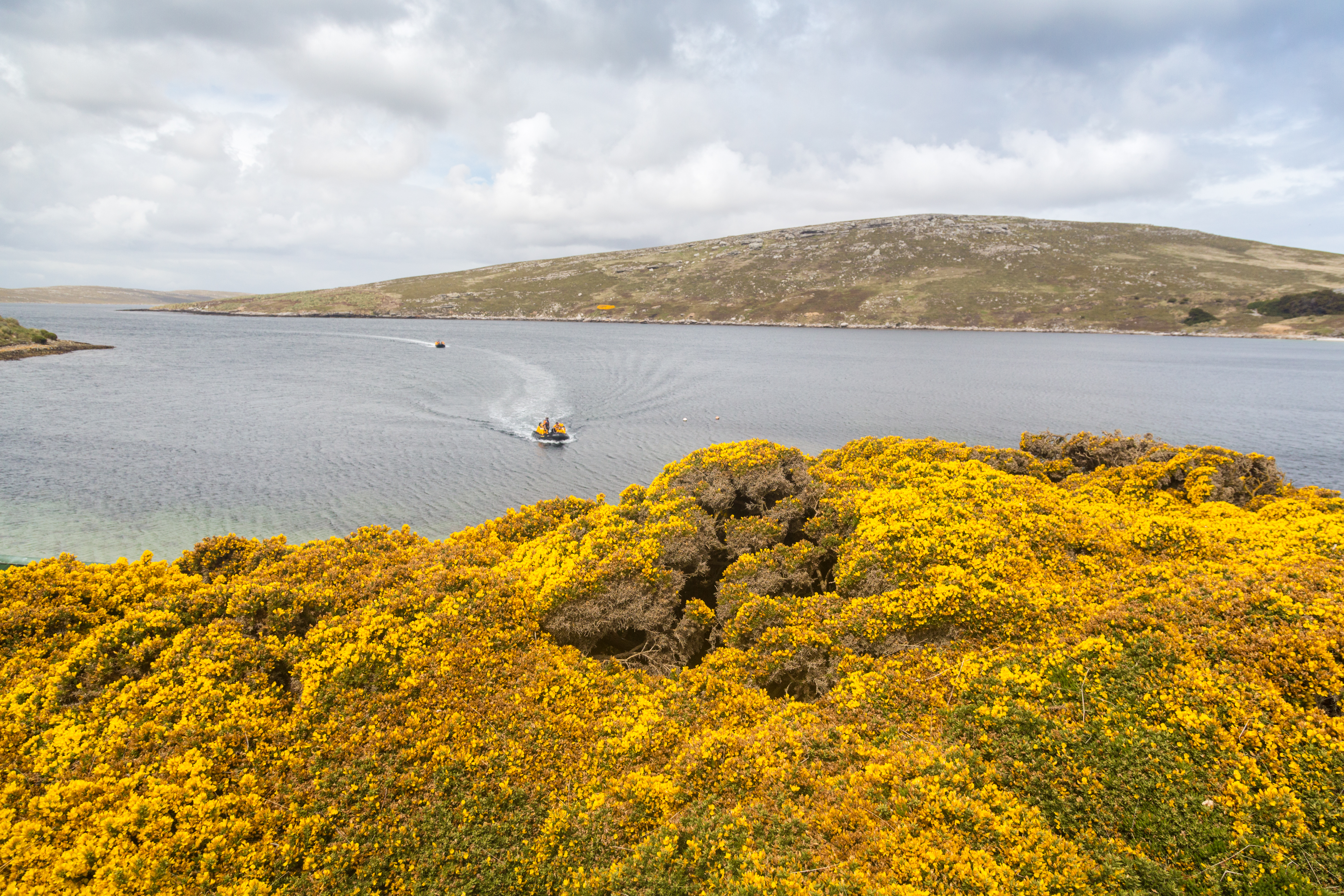A small boat cuts across a calm lake, leaving a wake behind bright yellow flowers in the foreground below gray clouds.